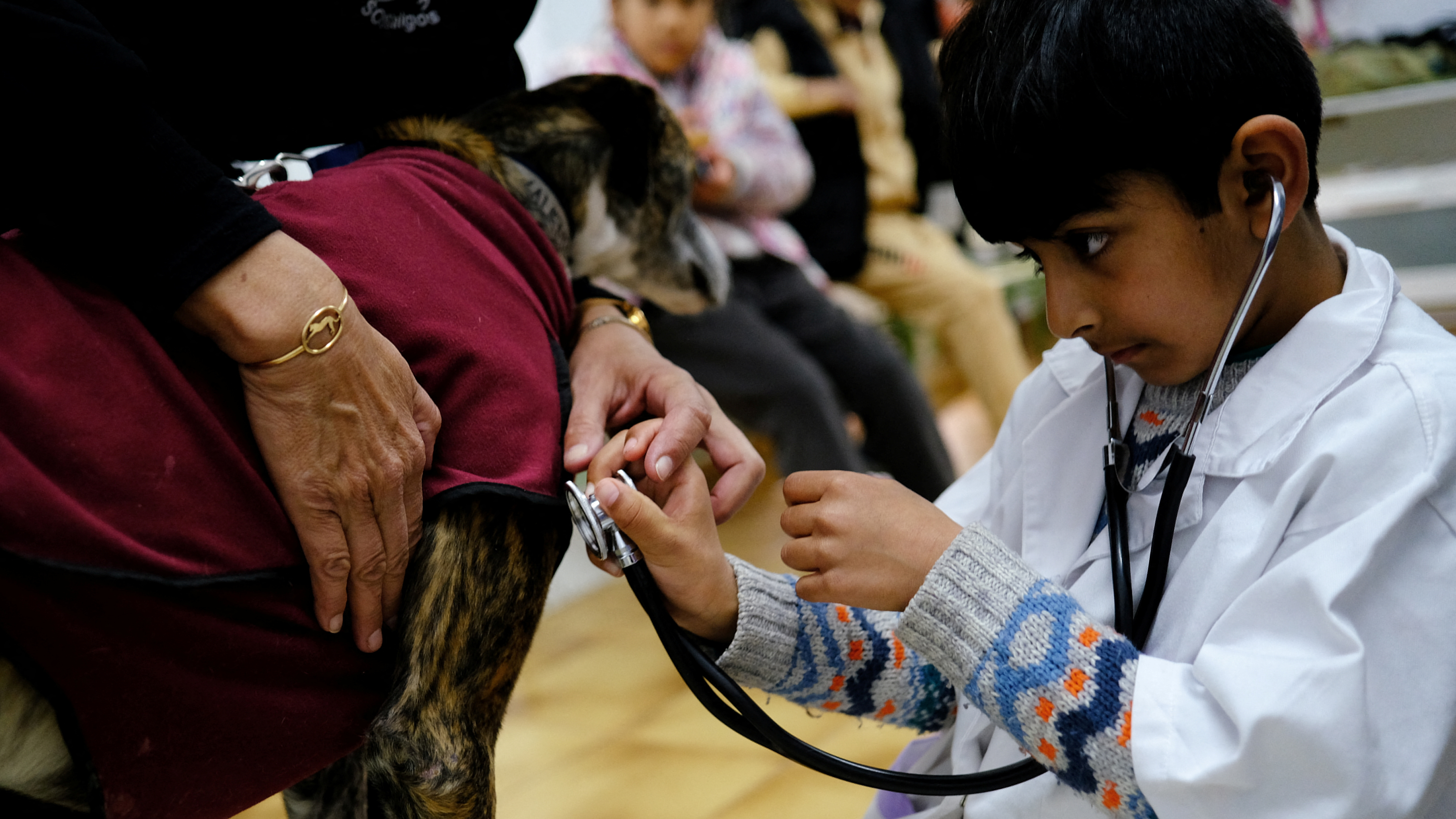 Saud Khalil Zafar Malik, seven, of the Joan Maragall school, acts as a veterinarian as he listens to the heart of a greyhound during a visit to SOS Galgos. /Nacho Doce/Reuters