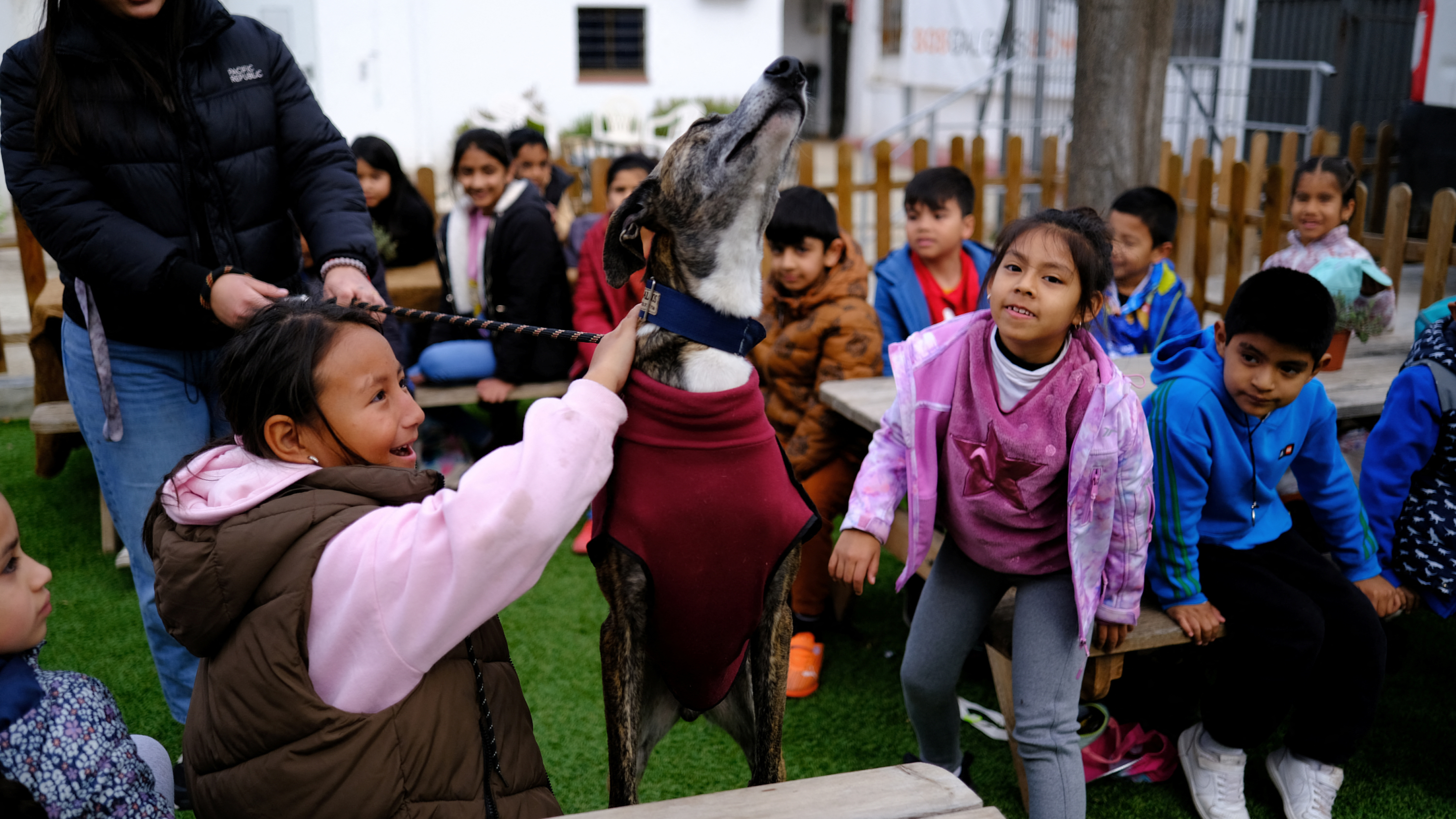 Students of the Joan Maragall school interact with a greyhound during a visit to the SOS Galgos shelter. /Nacho Doce/Reuters