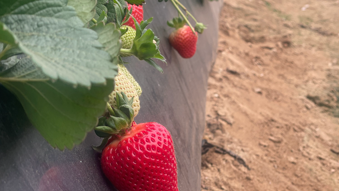 Conservationists say illicit strawberries maybe killing the ecosystem. /CGTN