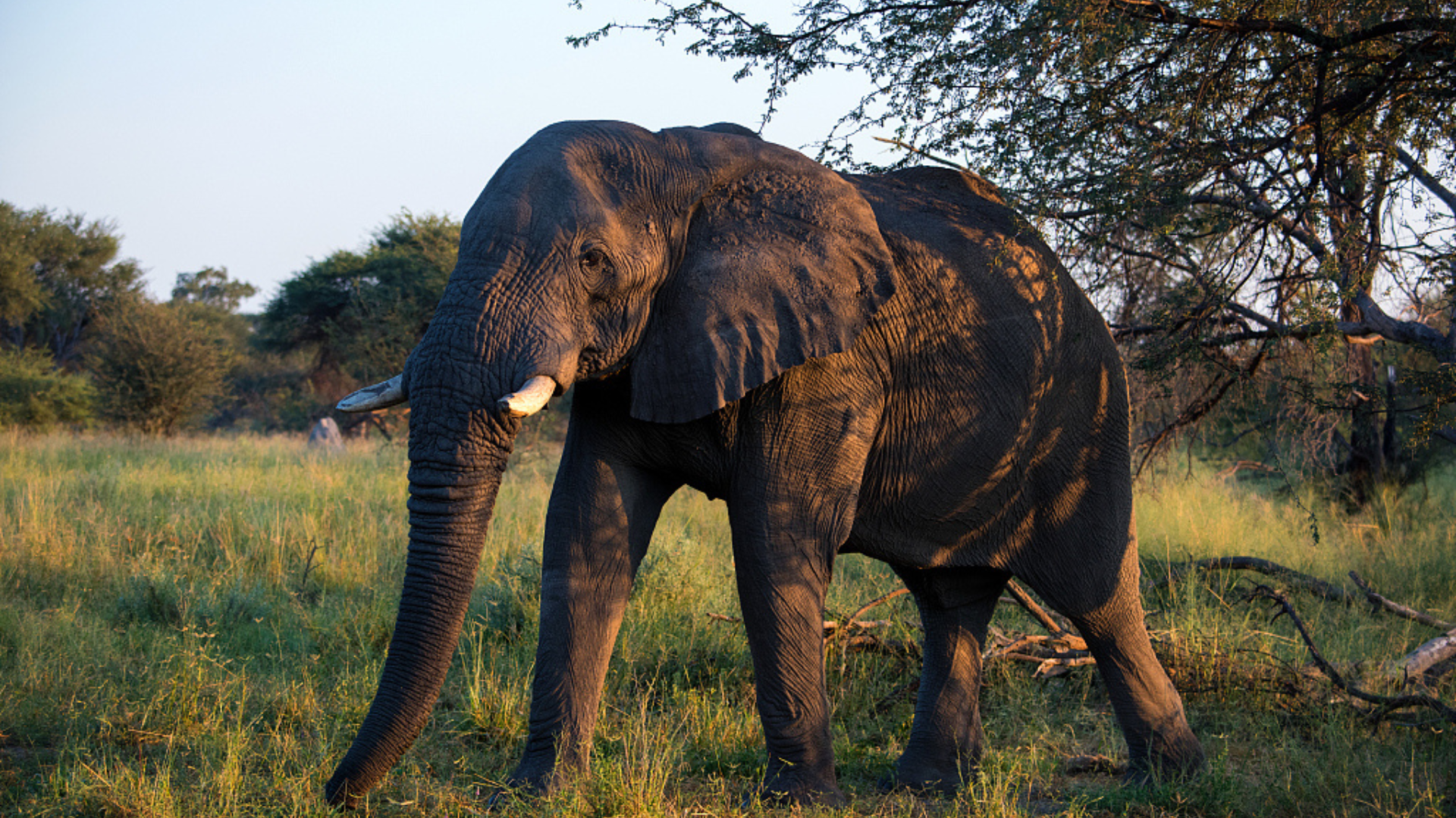 Elephants in Botswana nature reserve. /CFP