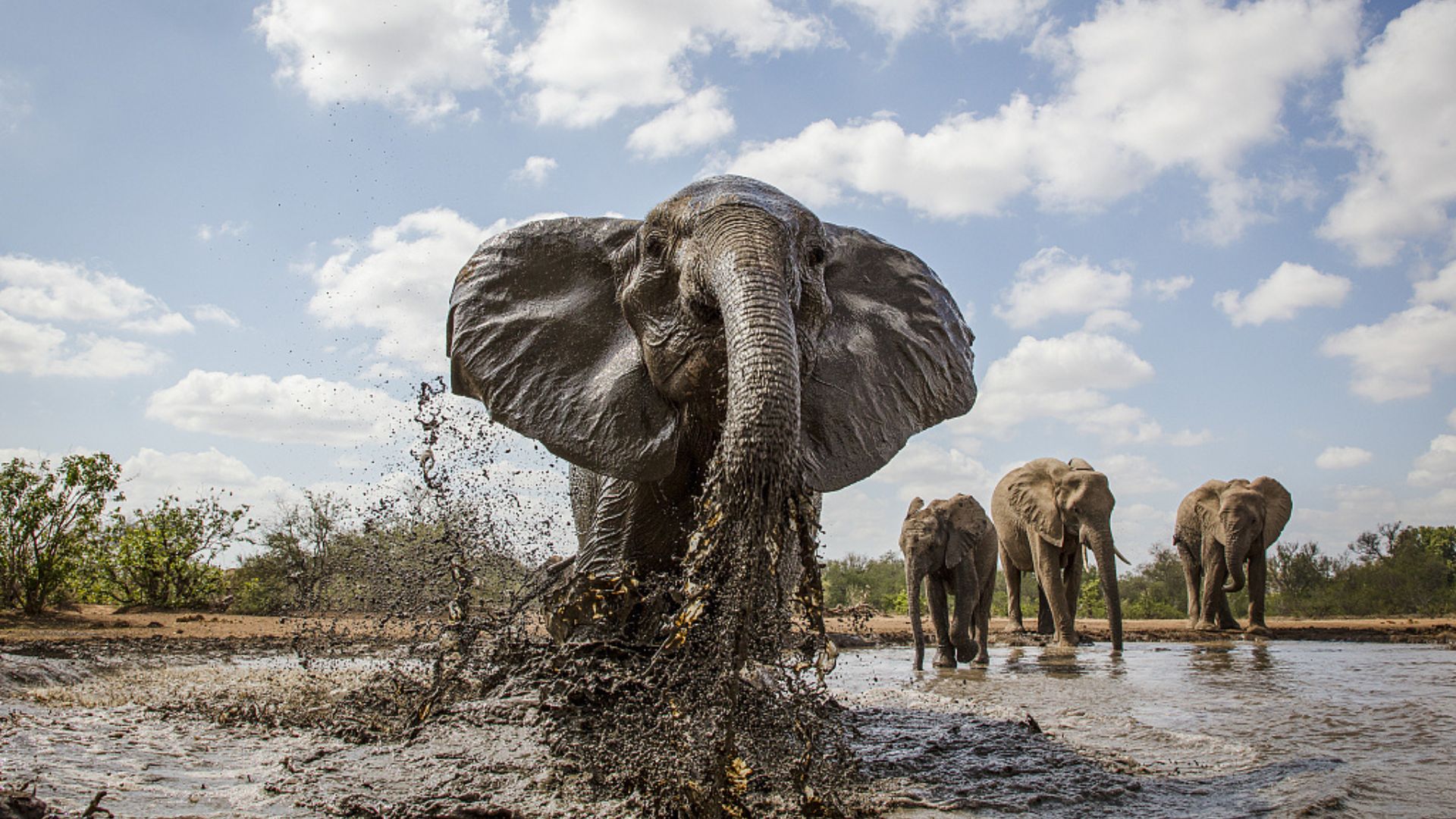 Elephants splash mud on a photographer's camera in Botswana's Mashatu Conservation Area. /Isak Pretorius/CFP