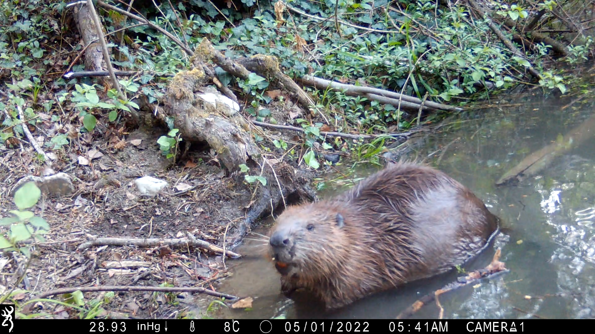 Farmers and fishermen are often concerned that beavers will impact fish populations or damage crops. /Institute of Research on Terrestrial Ecosystems