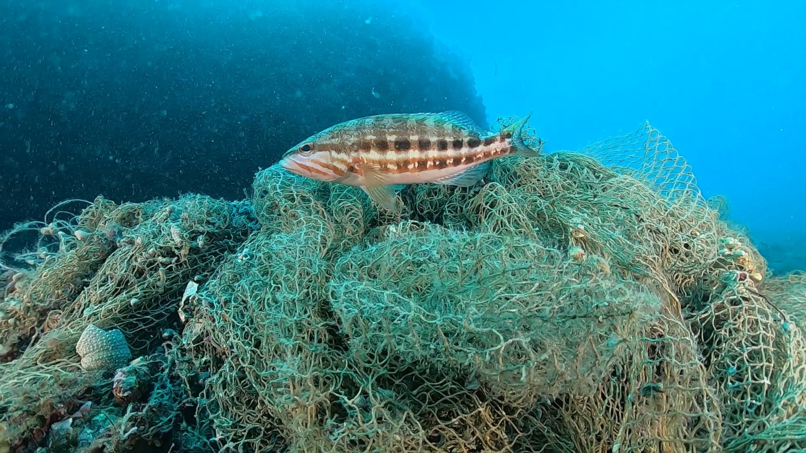 A fish swims over a 'ghost' fishing net in Granada, Spain, discarded and lost fishing equipment is a major problem for coral reefs and marine life in general./CGTN/Ken Browne