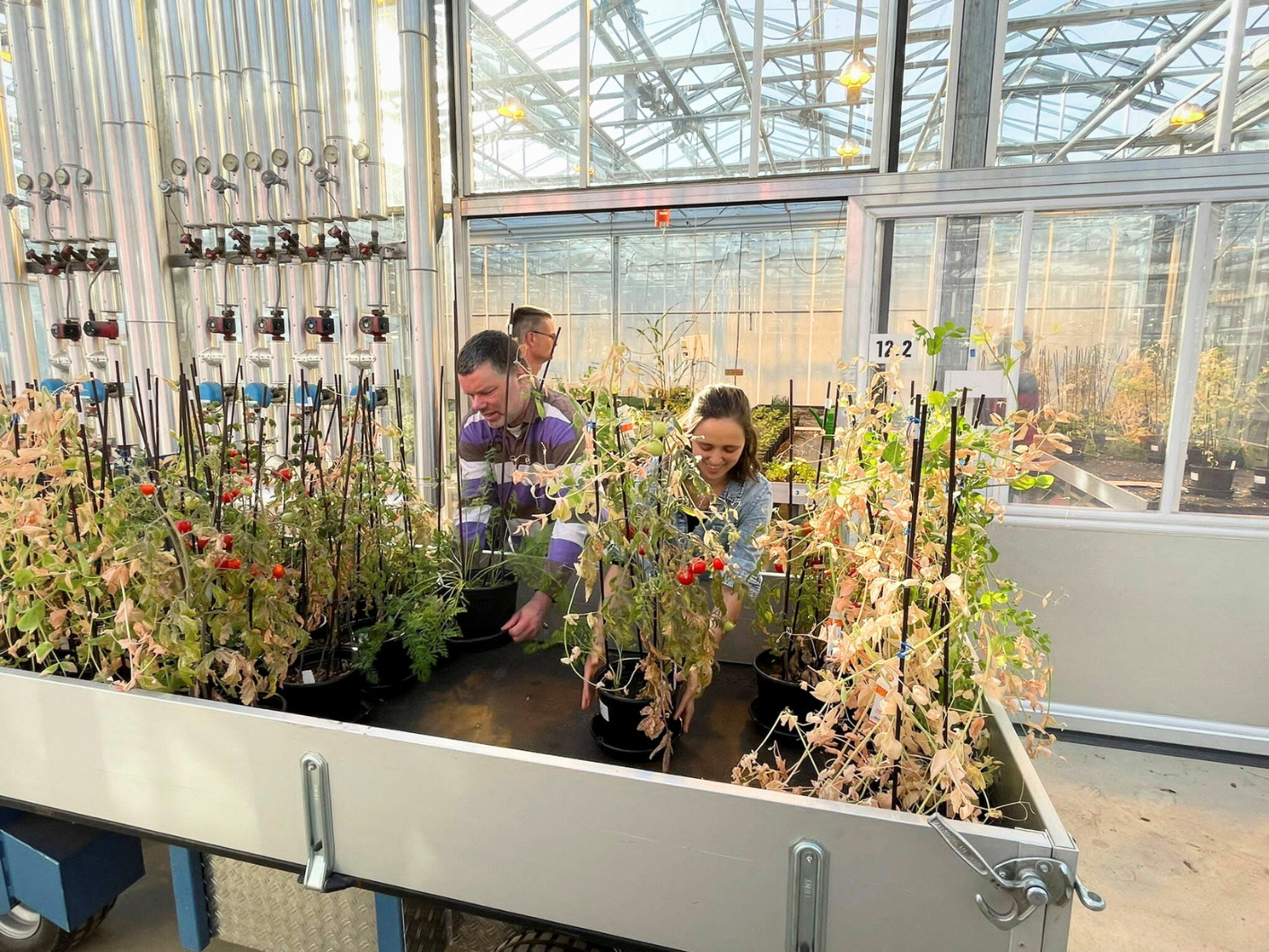 Researchers Wieger Wamelink and Rebeca Goncalves harvest tomatoes, carrots and peas grown in Mars regolith simulant at Wageningen University & Research in the Netherlands. /Rebeca Goncalves/Reuters