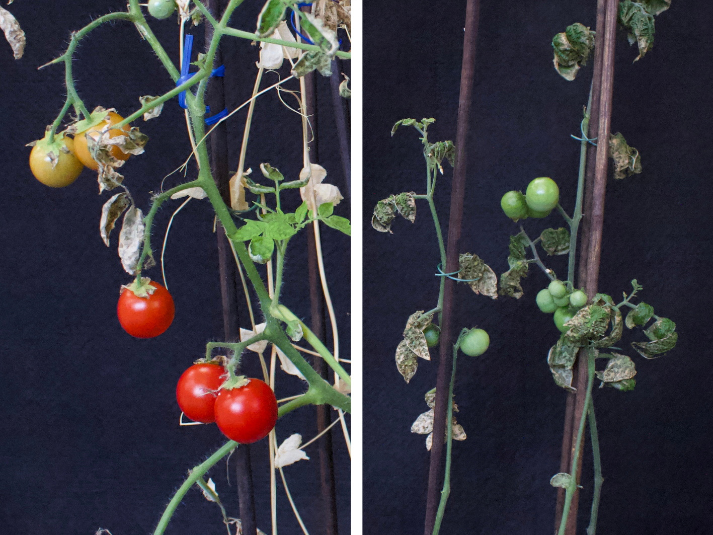 Cherry tomatoes grown in Mars regolith simulant under 'intercropping' conditions (left) look much better than those in 'monocropping' conditions. /Rebeca Goncalves/Reuters