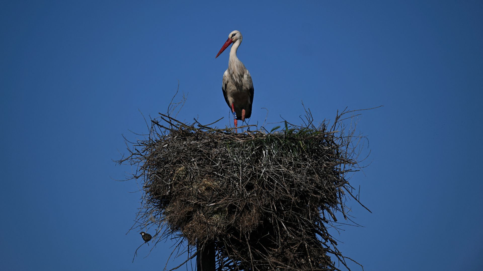 A stork is pictured nesting at Aljustel. /Patricia de Melo Moreira/AFP
