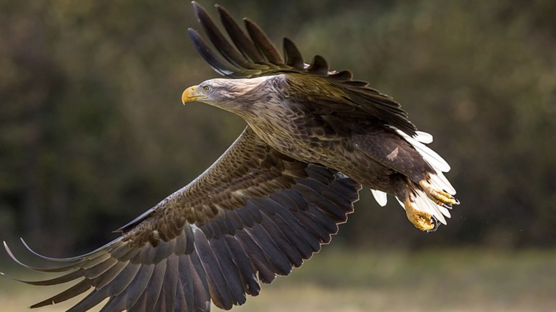 Permits to hunt six white-tailed sea eagles are being granted. /Andreas Weith/wikimedia commons