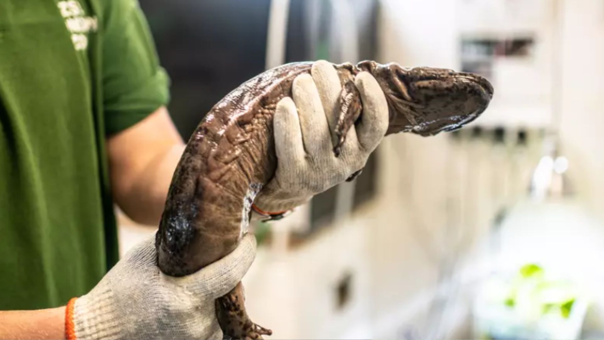 Professor Lew is one of only two Chinese giant salamanders in the UK's zoos. /Courtesy London Zoo