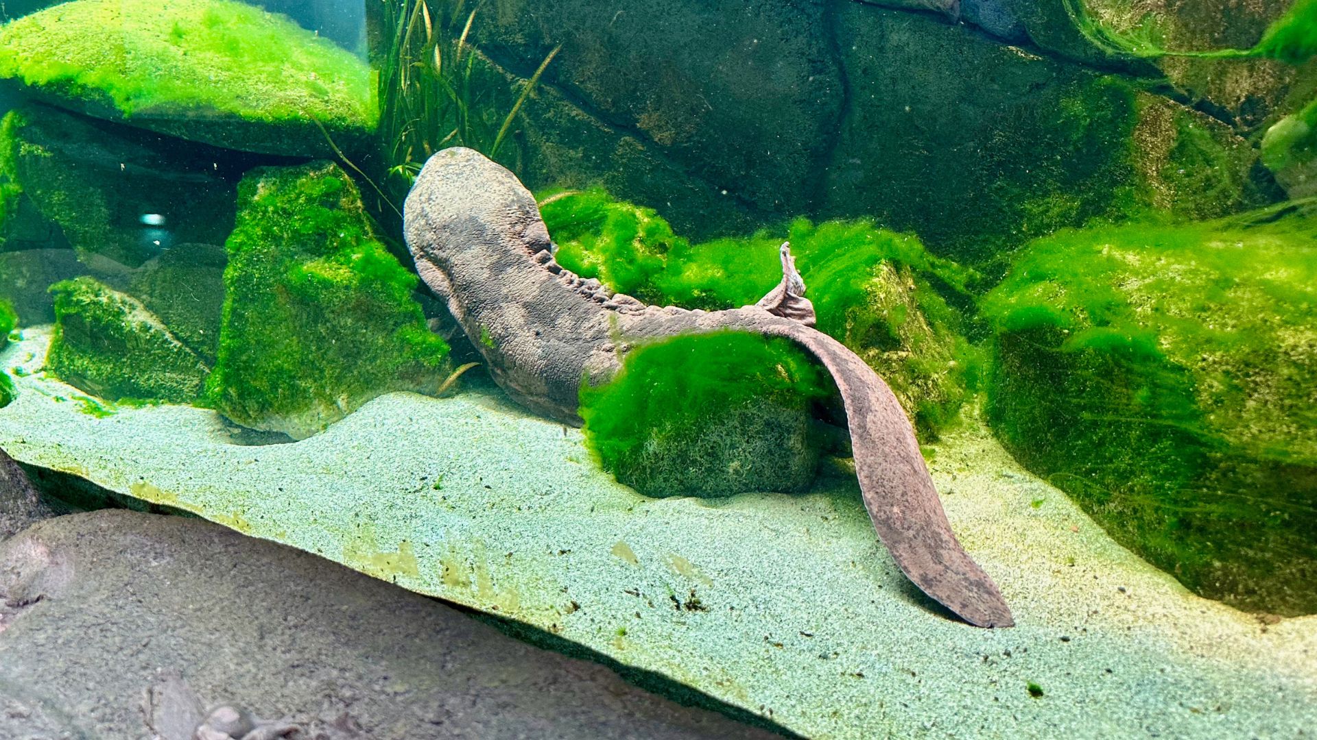 Chinese giant salamanders can reach lengths of 1.8 meters. /Kitty Logan/CGTN