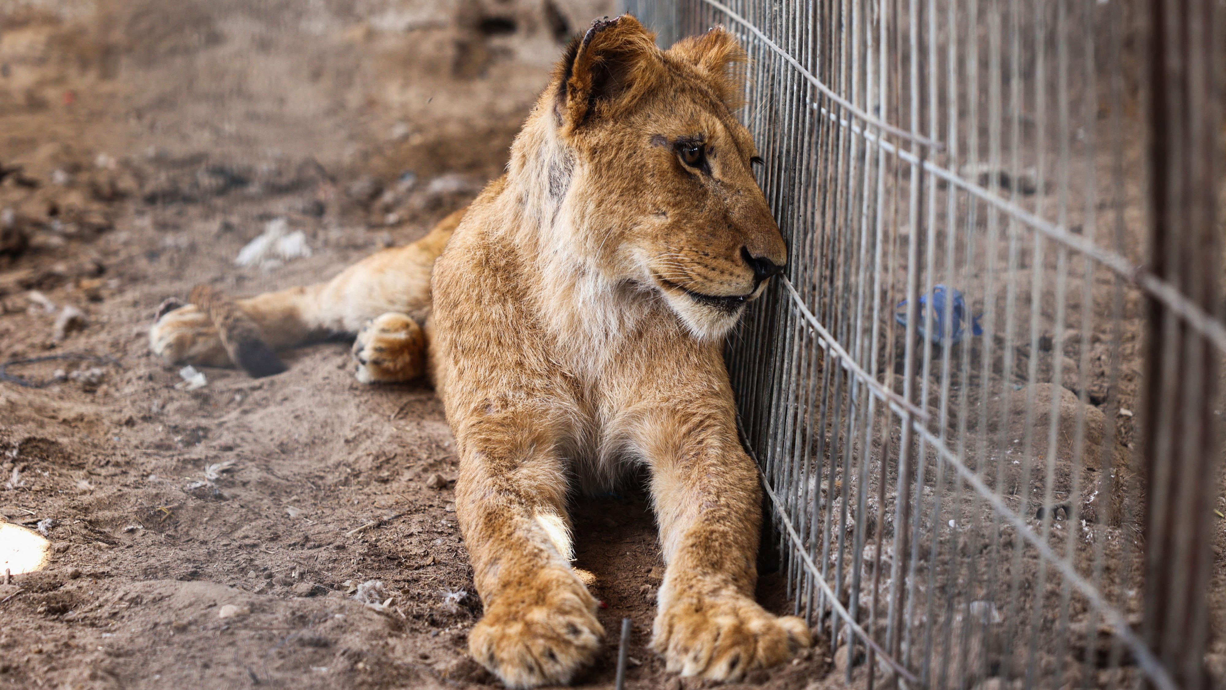 One of the lions under threat at Gaza zoo. /Eyad Baba/AFP