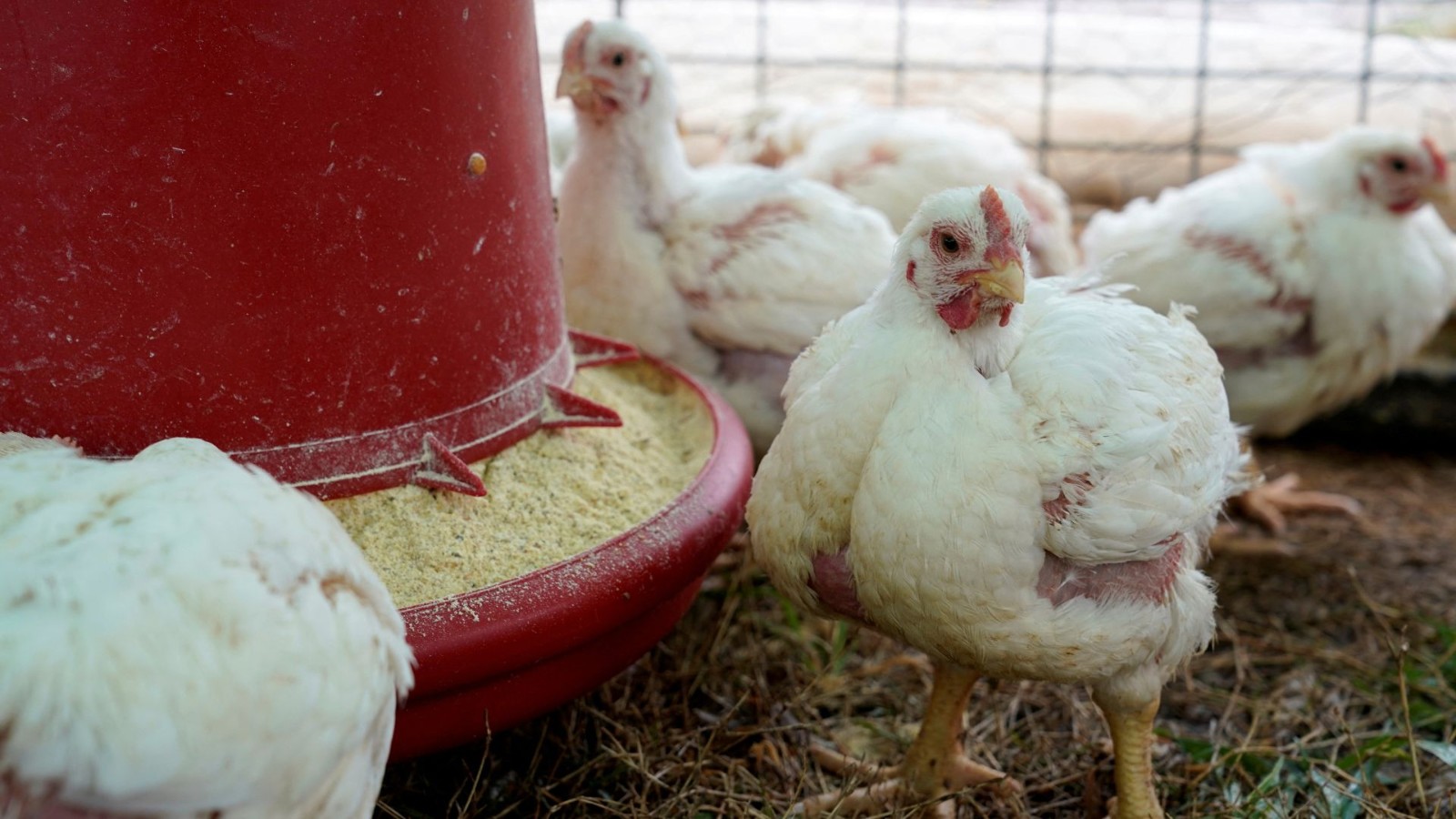 Broiler chickens an American farm. /Nick Oxford/File/Reuters