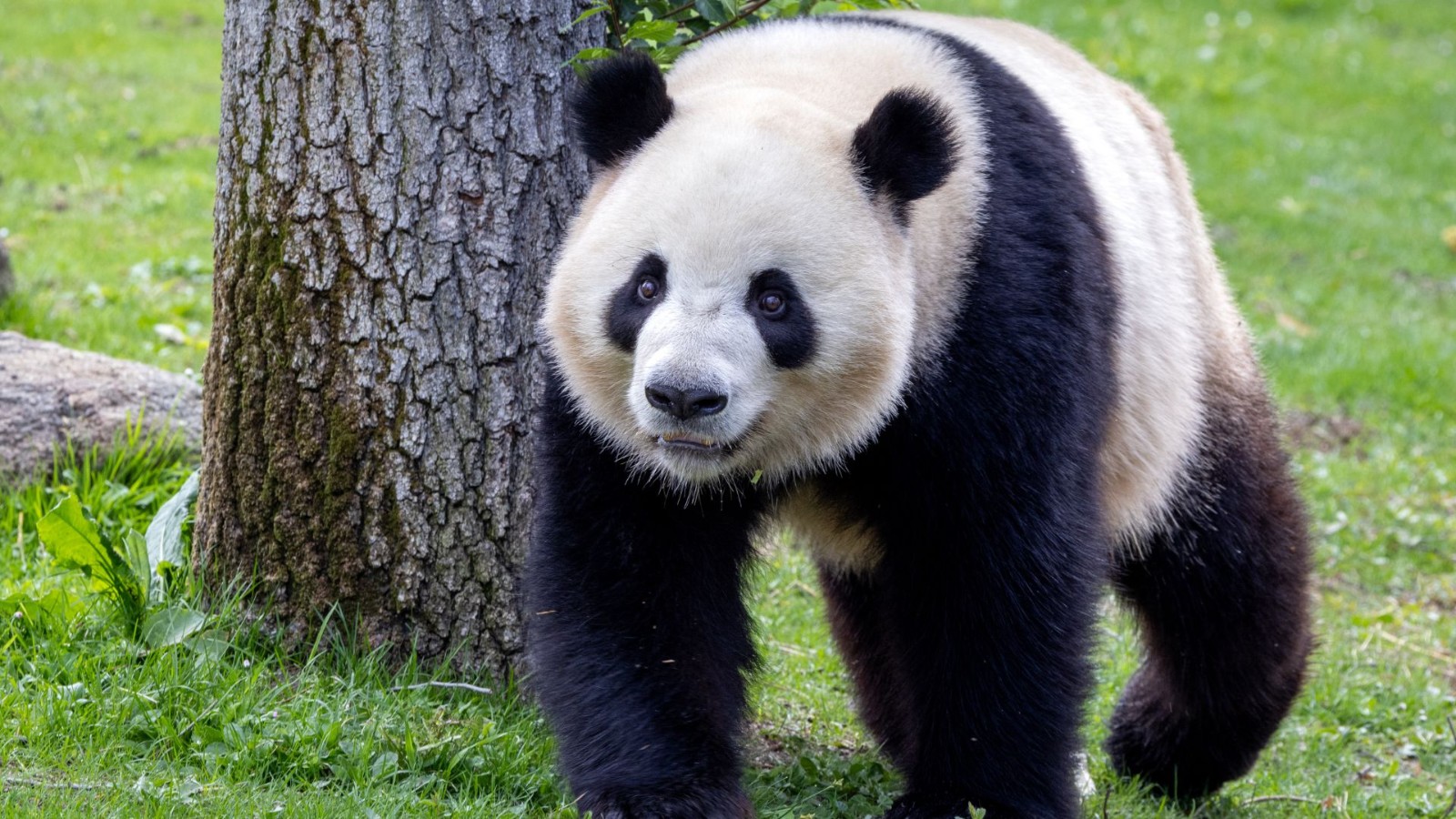 Madrid's new male panda Jin Xi explores his environs. /CGTN