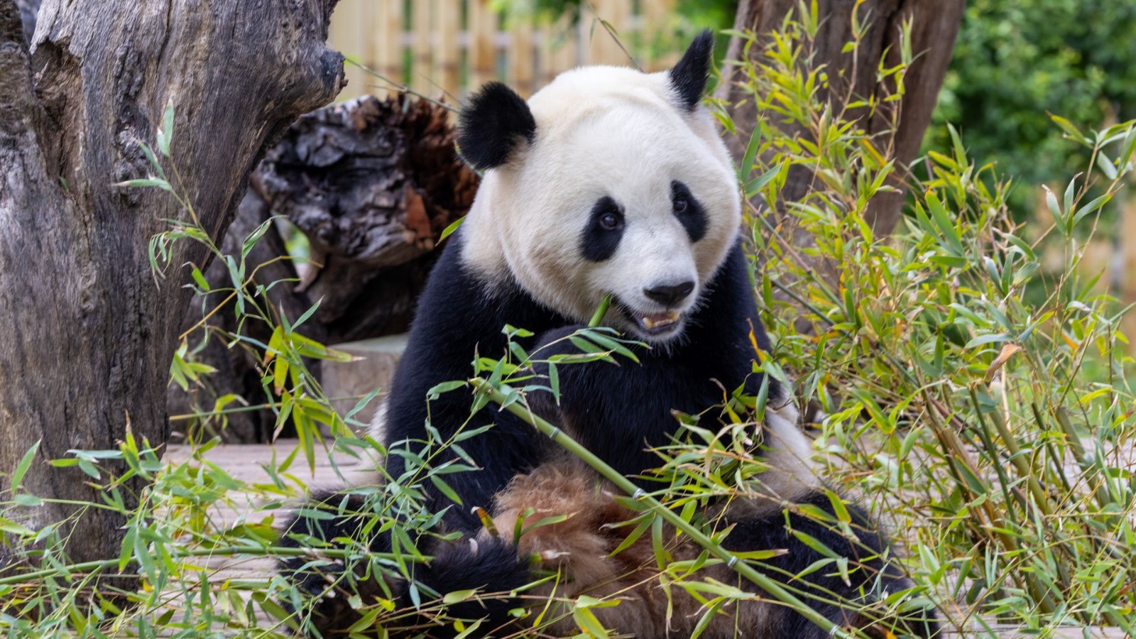 Female panda Zhu Yu tucks into some delicious bamboo. /CGTN