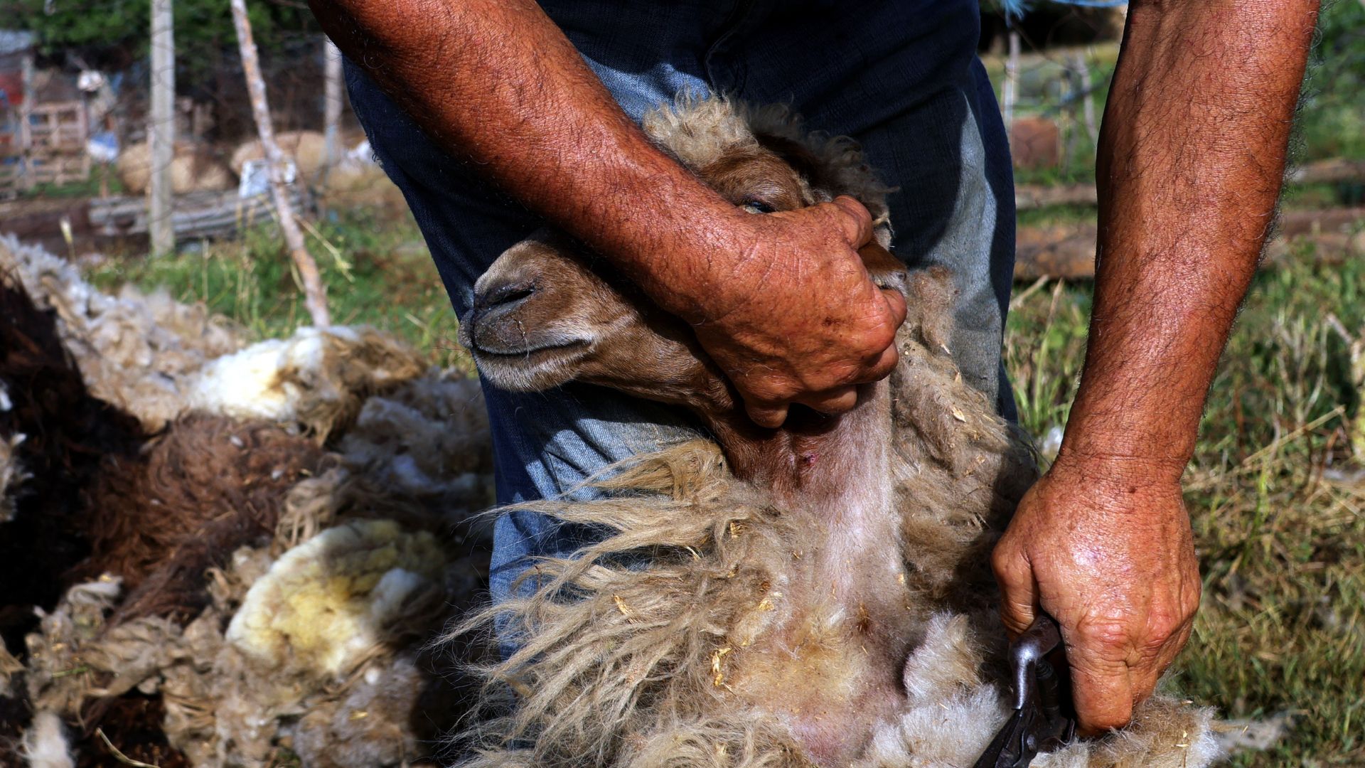 An Albanian shepherd uses shears in a traditional way to remove wool from his sheep, at a stable, near city of Vlora. /Adnan Beci/AFP
