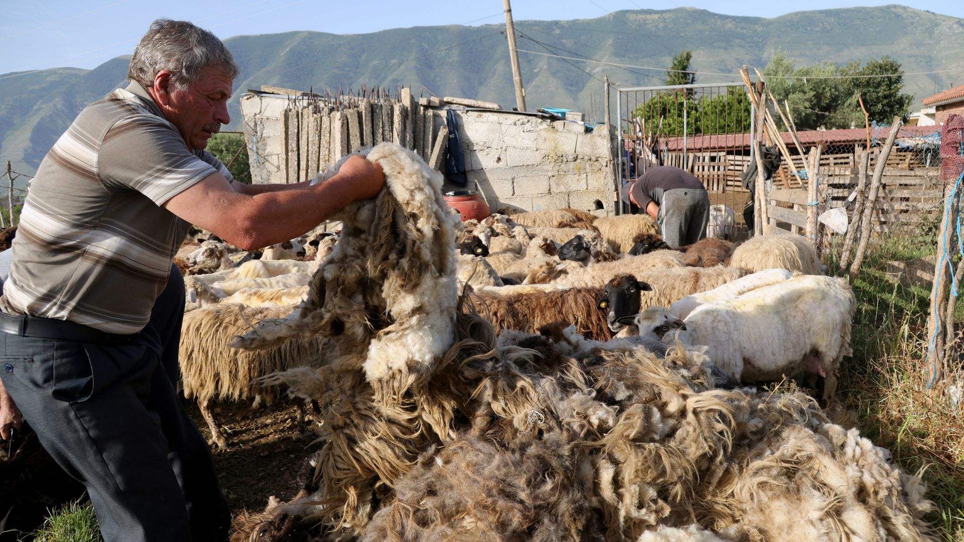 An Albanian shepherd piles-up freshly sheared-off from his sheep, at a stable, near Vlora. /Adnan Beci/AFP
