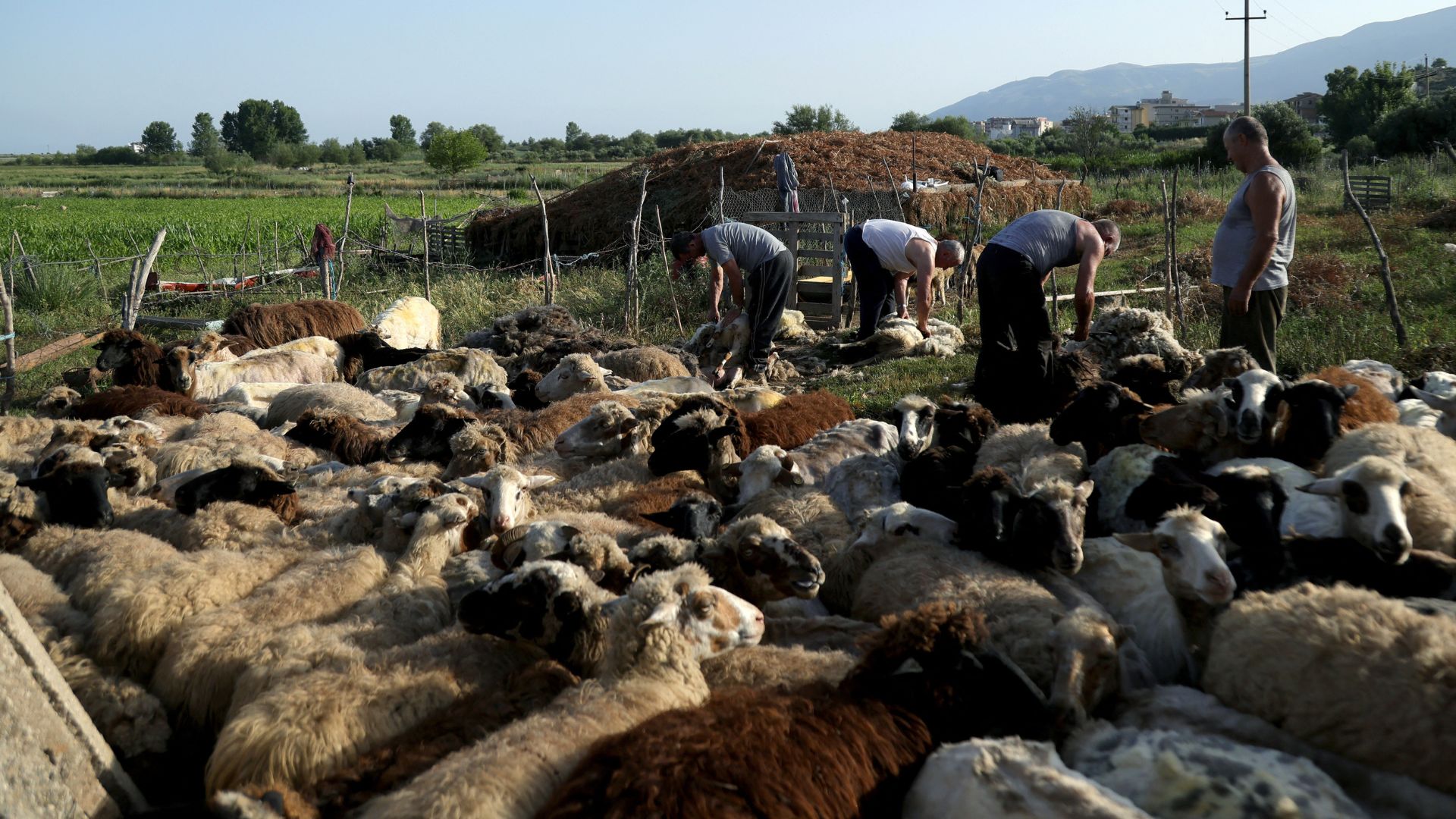 Shepherds removing wool from sheep early due to the sudden increase of temperatures, as unexpected heat waves can be fatal for the animals.  /Adnan Beci/AFP