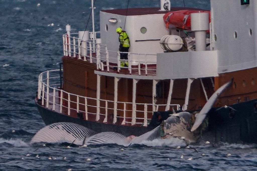 Iceland's government has granted a license to hunt 128 fin whales for the country's sole whaling company amid widespread criticism of the practice.
/Halldor Kolbeins/AFP