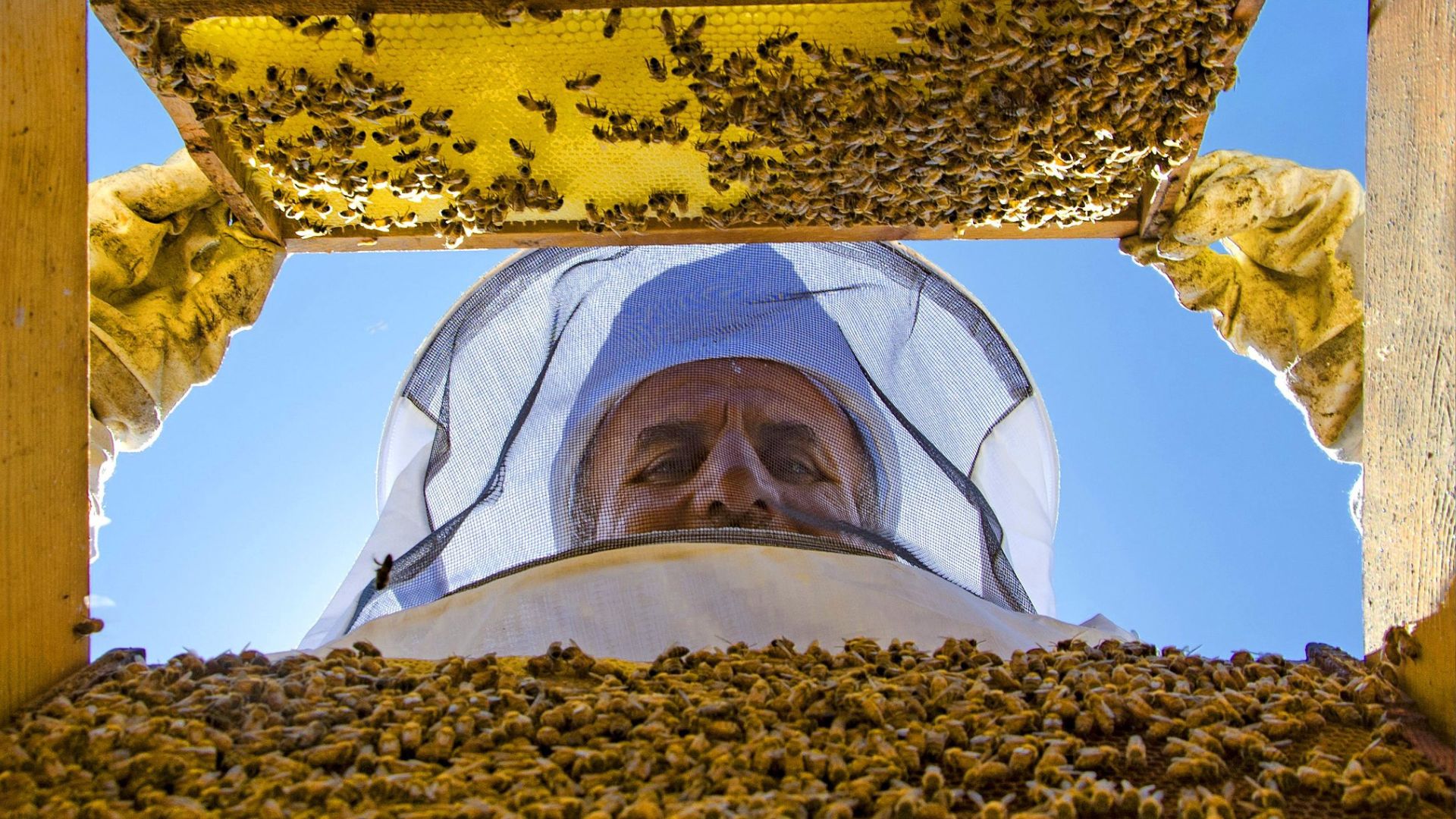 Environmental activists say governments must do more to protect bee populations around the world. /CFP