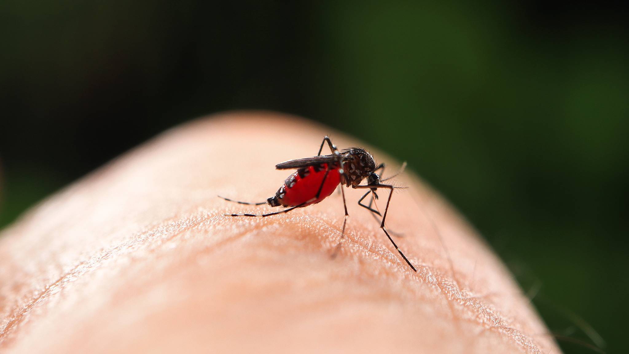 Europe has approved its first vaccine against the mosquito-born Chikungunya virus, warning climate change could boost the spread of the disease. /CFP