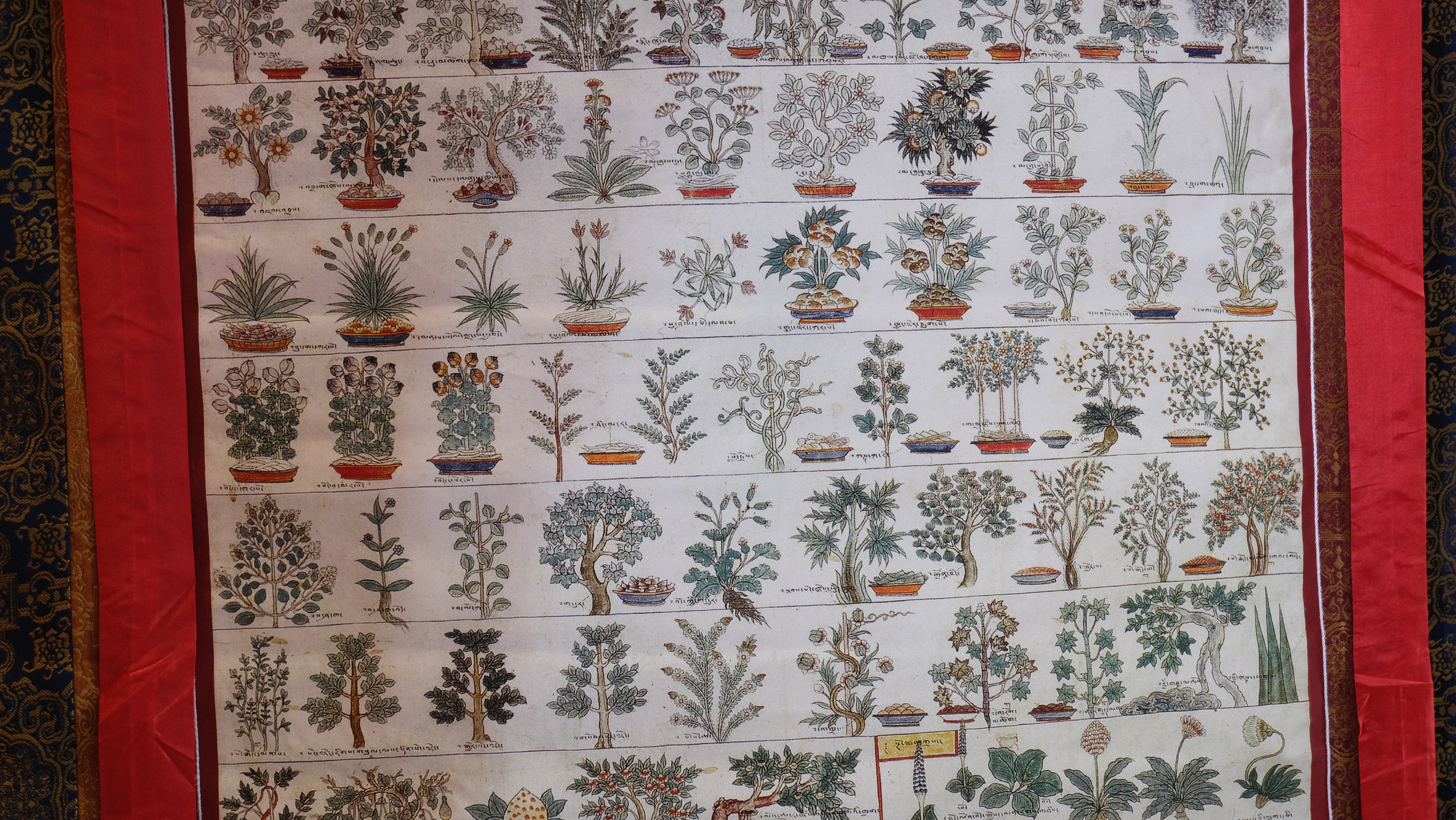 Typical Tibetan herbs are depicted in the Thangka. /CGTN