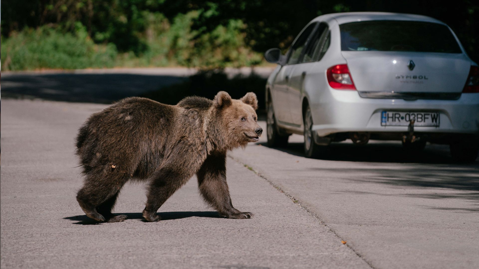 A bear waits for passing cars that might provide food, on September 29, 2023, on a road in Covasna, Romania. /Andrei Pungovschi/AFP