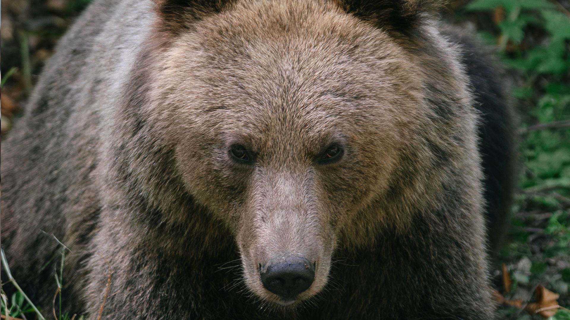 Romania's parliament has approved the culling of almost 500 bears this year. /Andrei Pungovschi/AFP