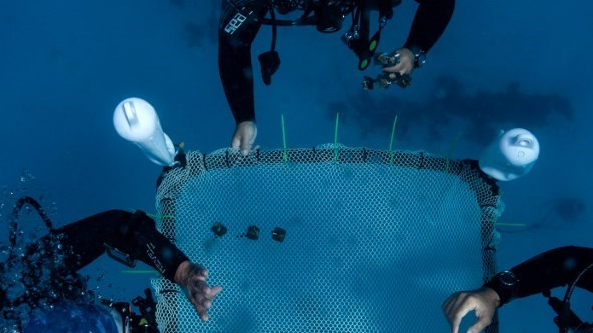 Floating nurseries are being installed off the coast of Capo Greko to help marine preservation. /Emily Irving-Swift/AFP