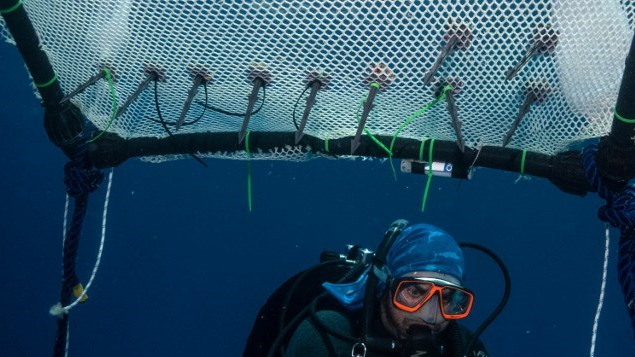 Senior associate researcher at the Cyprus Marine and Maritime Institute (CMMI) Louis Hadjioannou pins 'Cladocora caespitosa' corals to a floating nursery. /Emily Irving-Swift/AFP