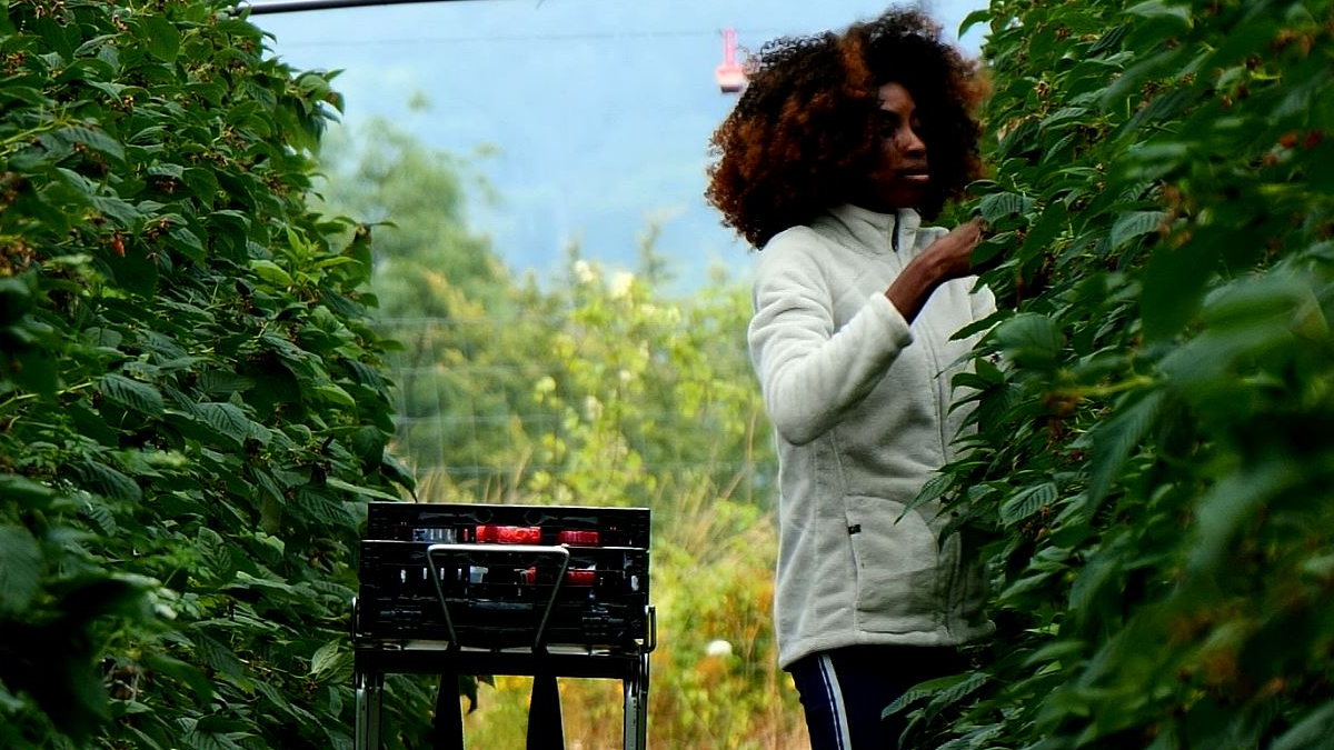 Raspberries from a farm north of Paris will soon be enjoyed in the athletes' village. /CGTN Europe