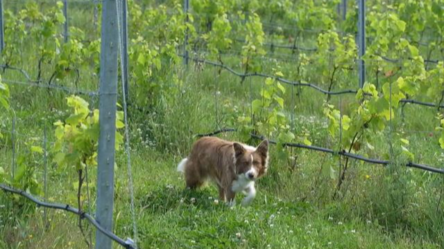 Professional wine growers have begun to look further north. /Olivier Feniet/AFP