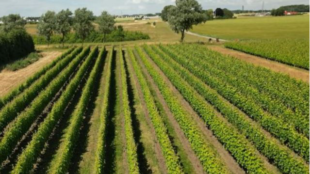 The Scandinavian nation is hosting a burgeoning industry of vineyards. /Olivier Feniet/AFP