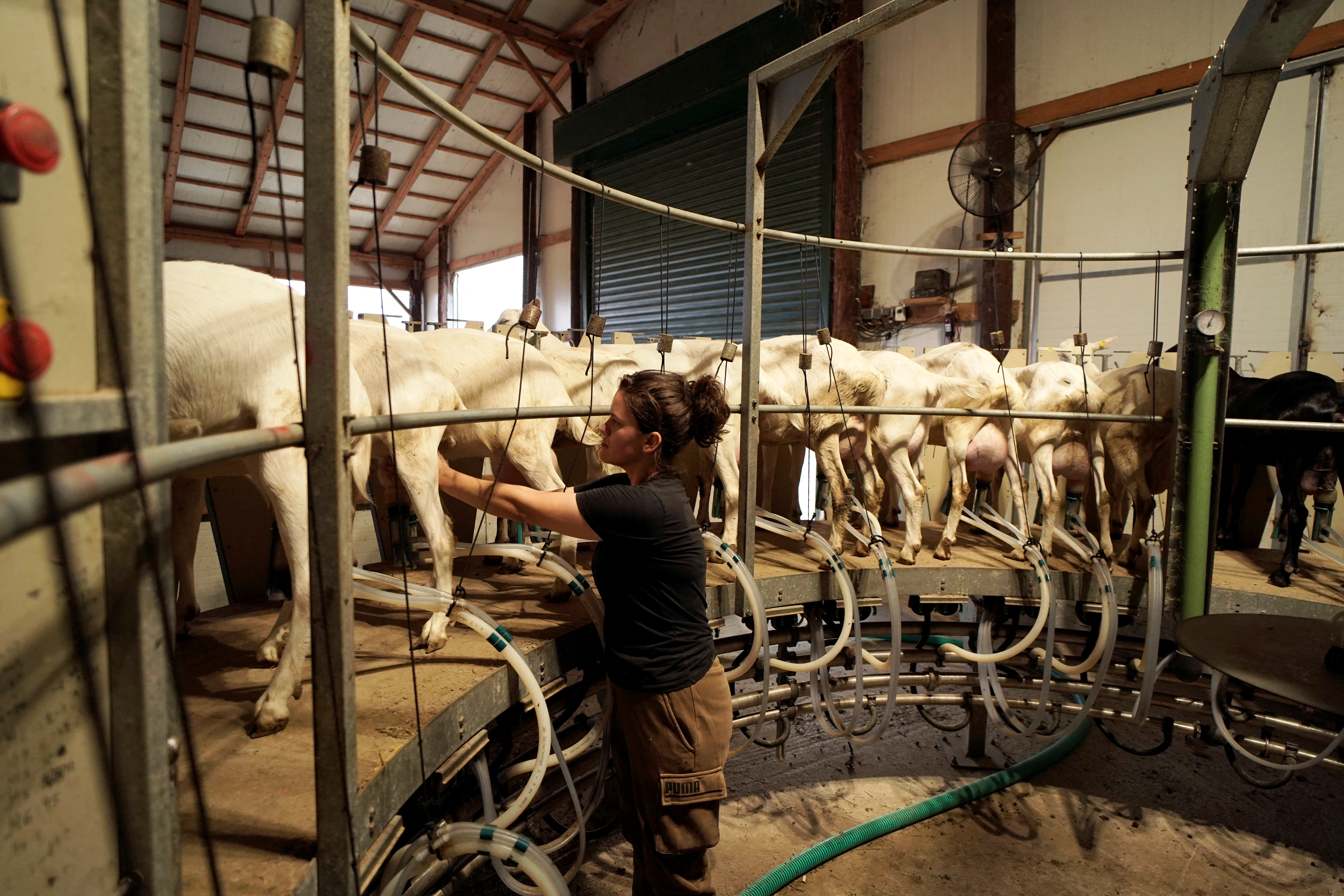 Ioanna Karra milks goats with a milking machine amid the outbreak. /Giannis Floulis/Reuters