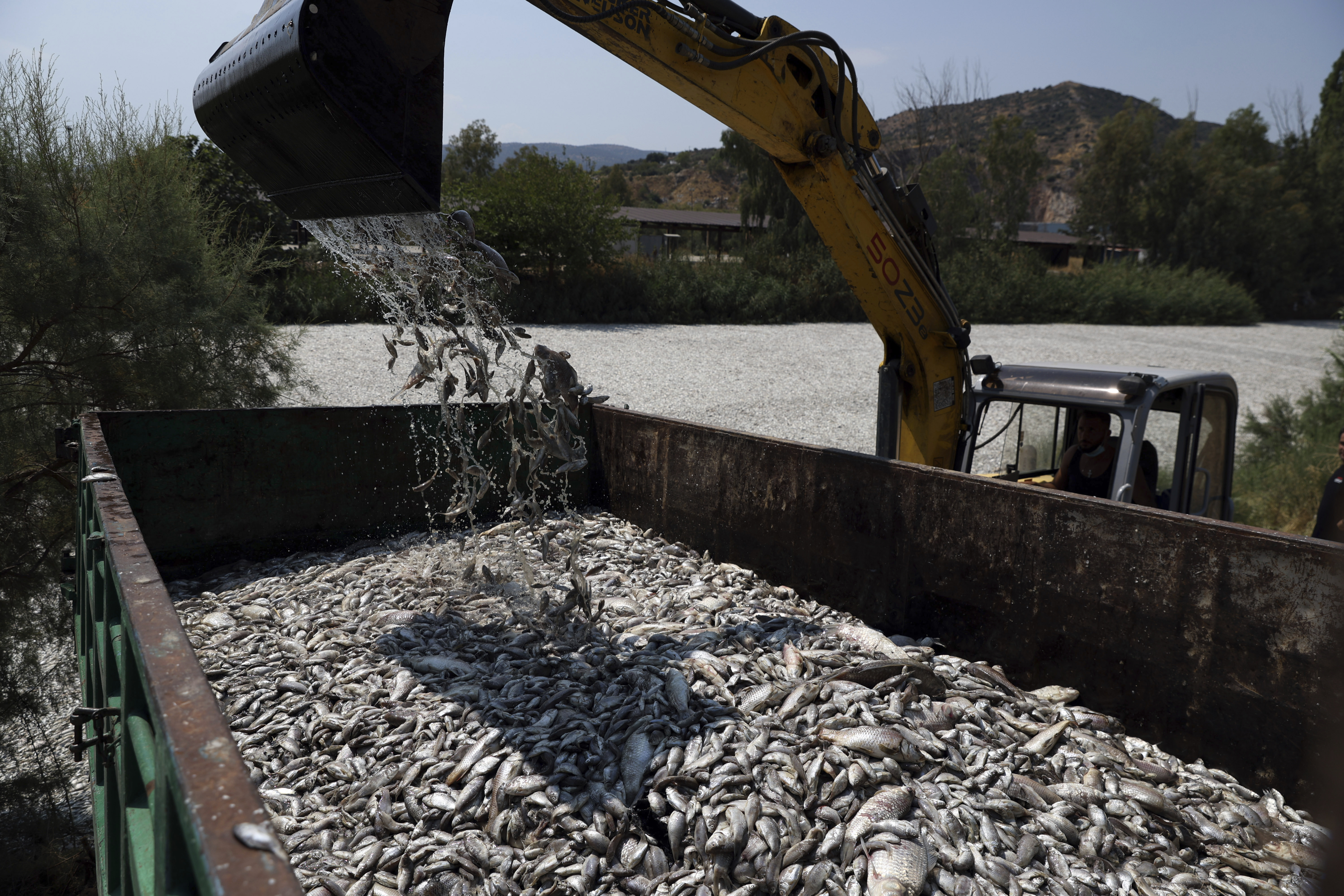 A bulldozer collects dead fish from a river near the port city of Volos, central Greece. /Vaggelis Kousioras/AP