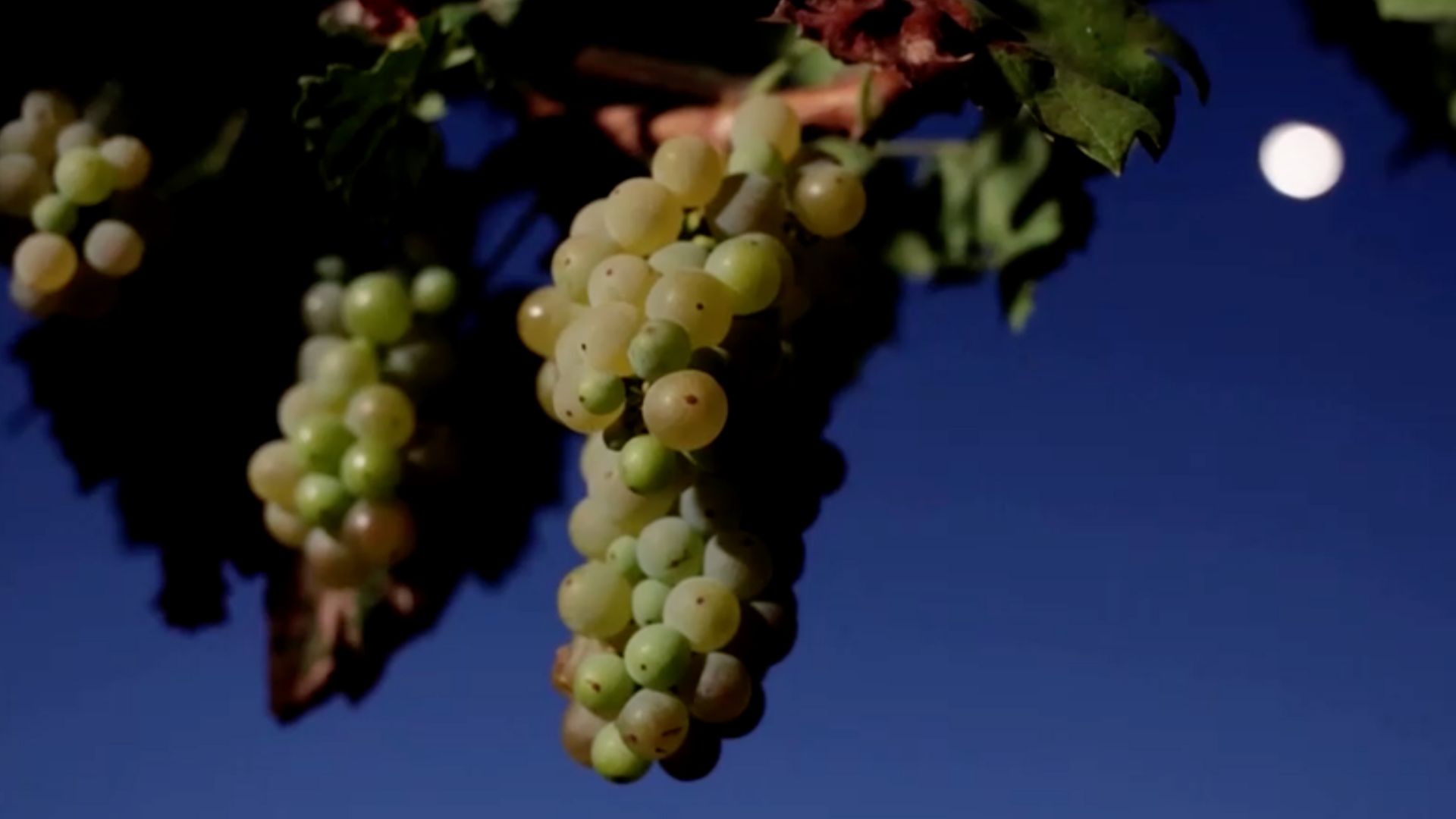 2024 could be a vintage year for wine produced in Serbia. /Reuters