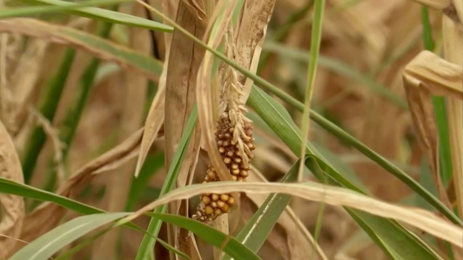 Many crops are withering in the fields. /Reuters