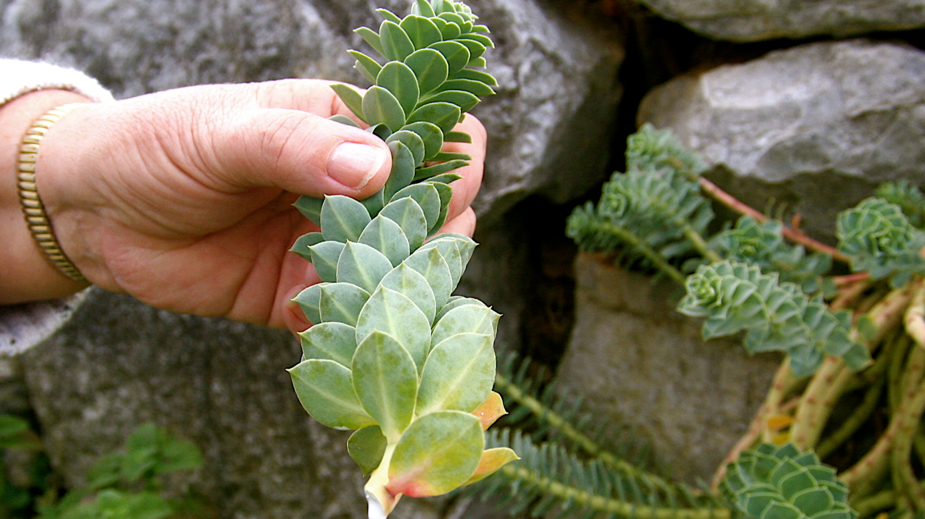 Succulents are popular in the illegal wild plant trade. /Dean Fosdick/AP