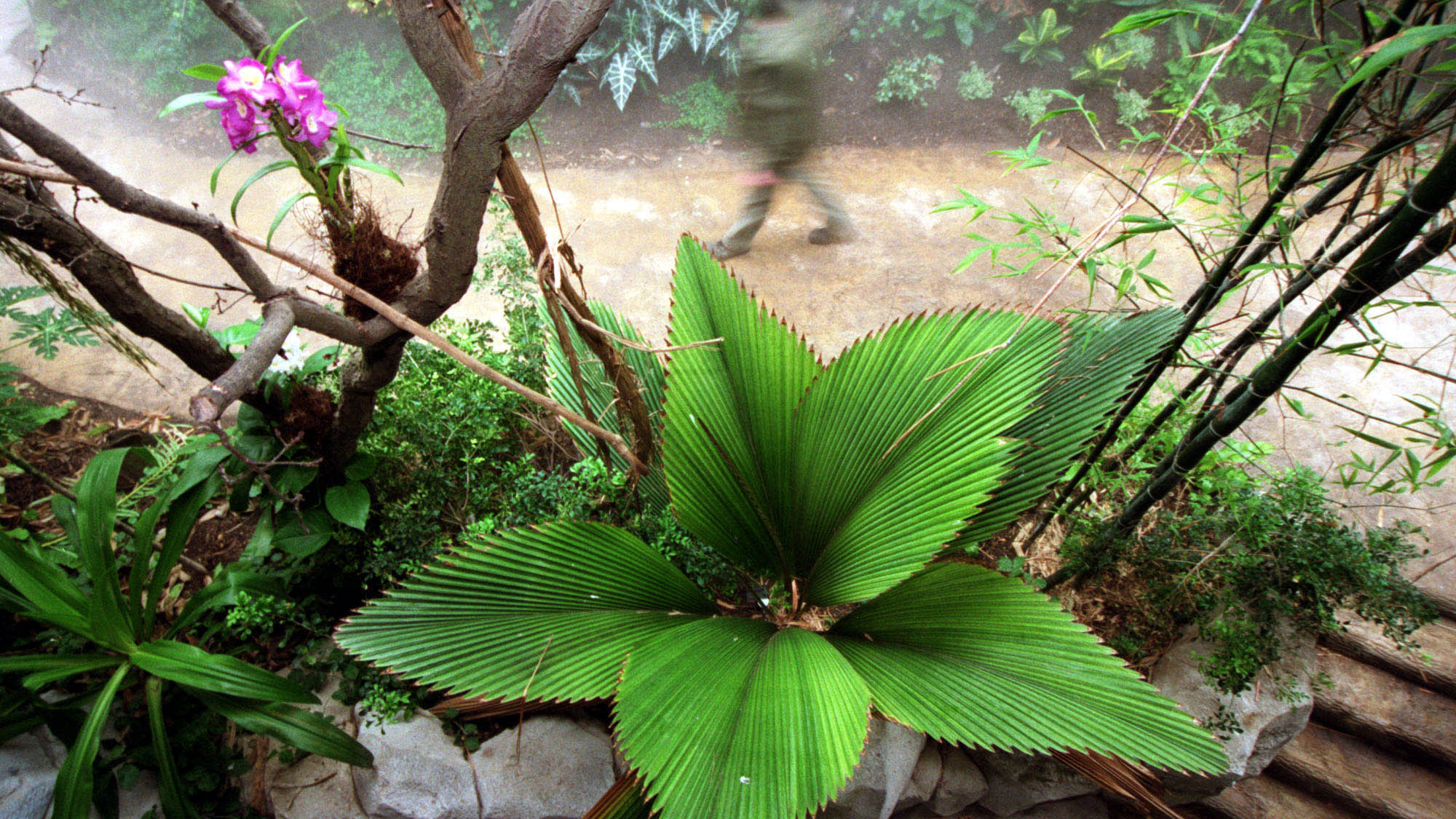 The poaching of exotic plants can destroy ecosystems, according to experts. /Hermann J. Knippertz/AP