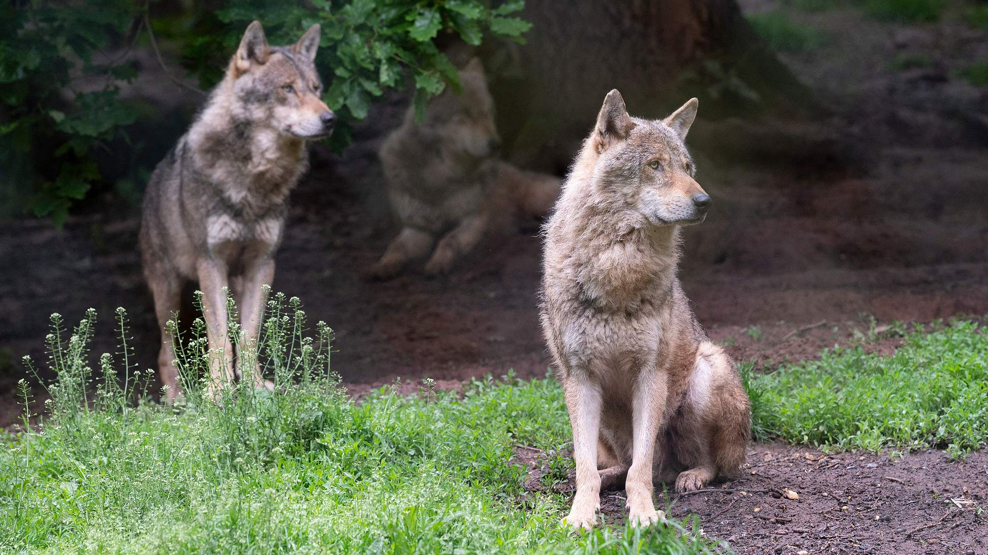 Wolf numbers in Germany have increased by six times in the last decade. / Thomas Kienzle/CFP