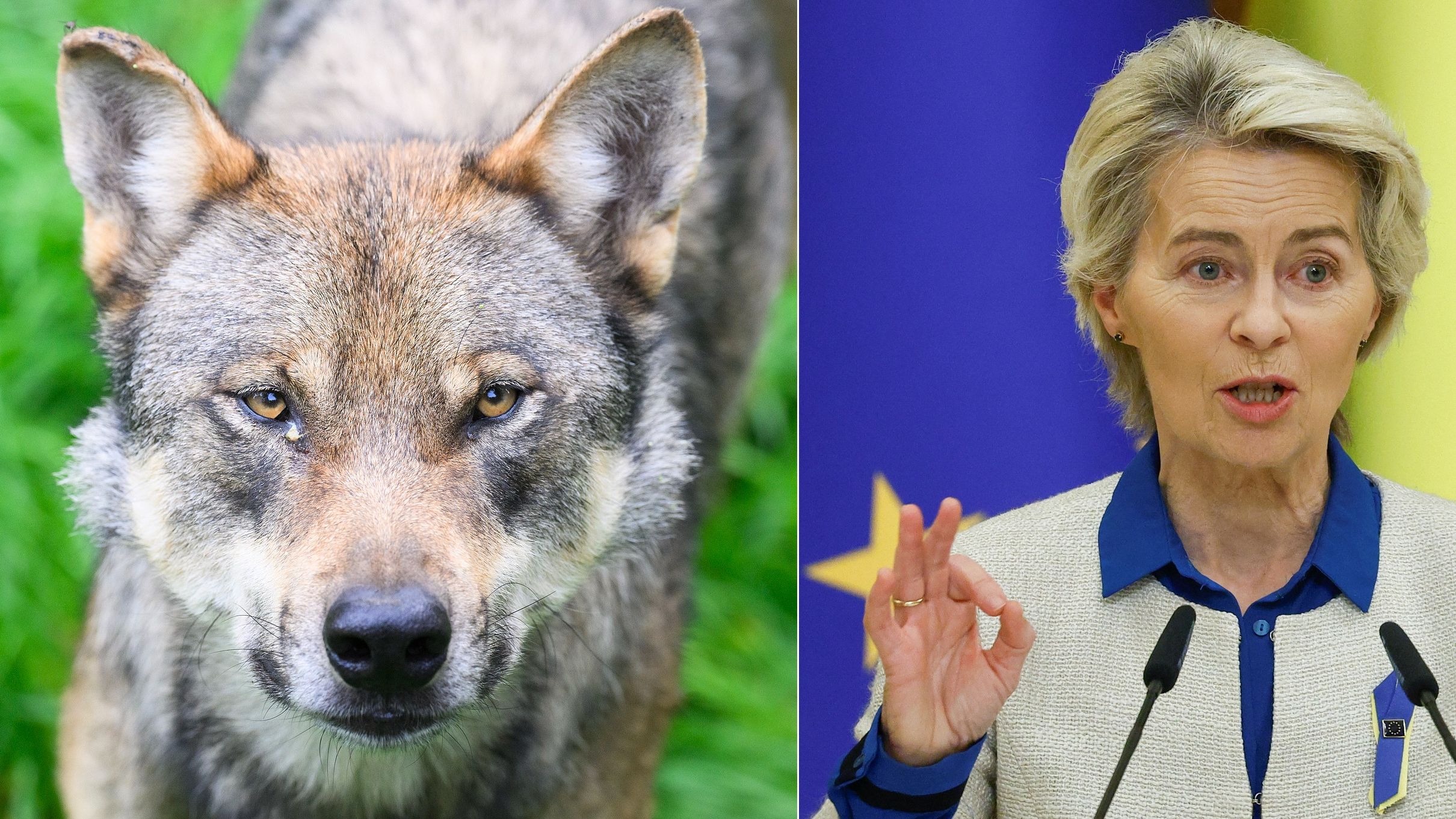 EC president Ursula von der Leyen has been accused of having a personal vendetta against the wolf./ AP and Valentyn Ogirenko/Reuters