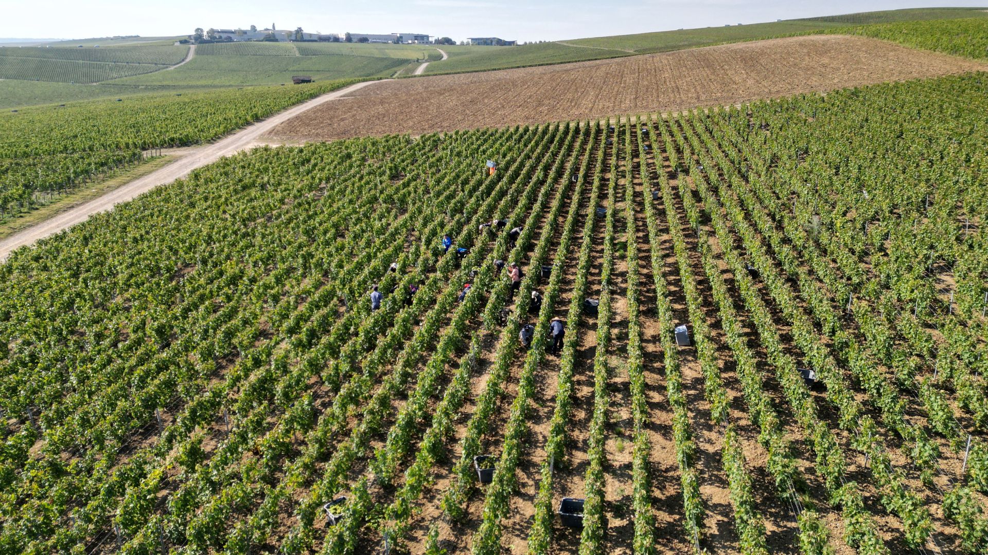 Grape pickers in a vineyard near Pierry and Epernay, eastern France, during the 2024 Champagne harvest. /Pierre Beauvillain/AFP