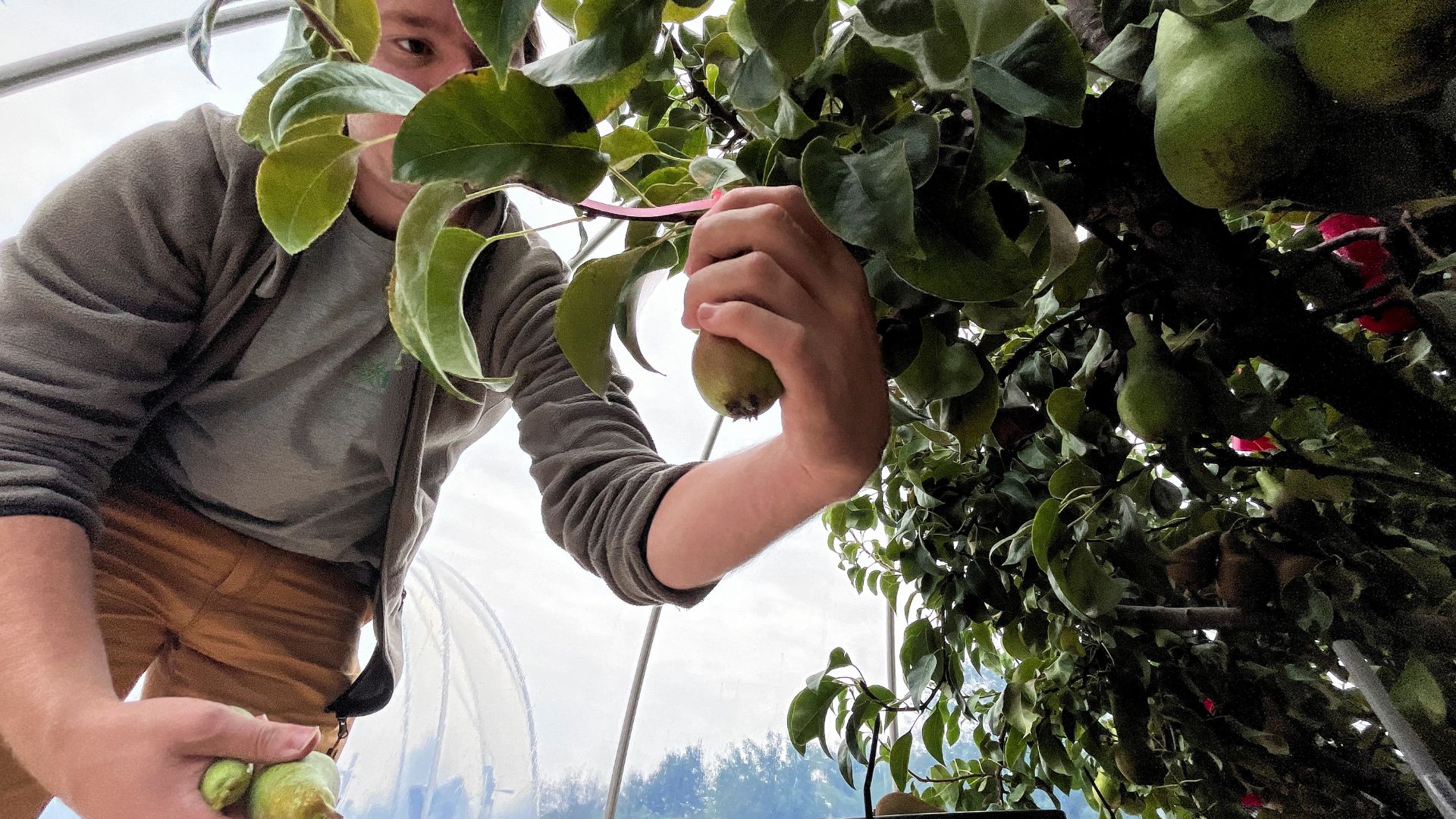 A scientist picks pears in Ecotron, a research facility in which researchers from the University of Hasselt are studying the effects of climate change on biodiversity. /Bart Biesemans/Reuters