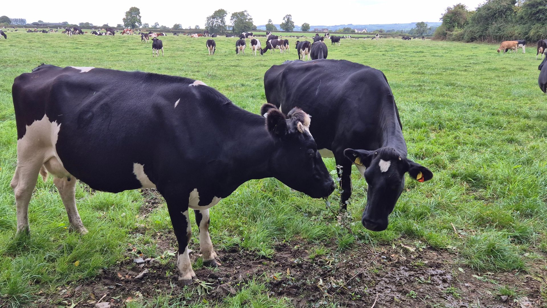  Some of O'Keefe's dairy herd. /Michael Voss