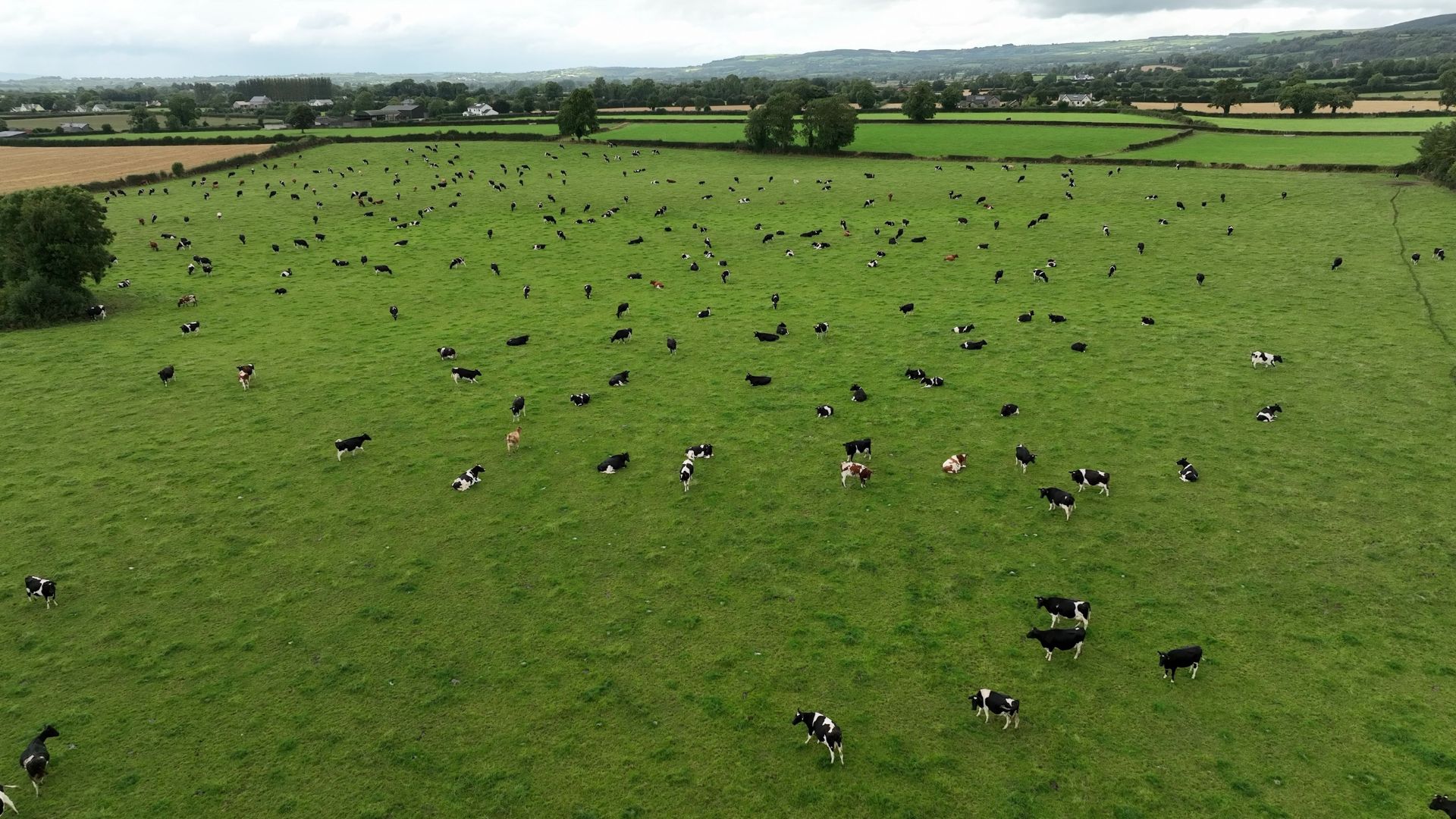 O'Keefe's farm produces about 6,000 liters of milk a year. /Michael Voss