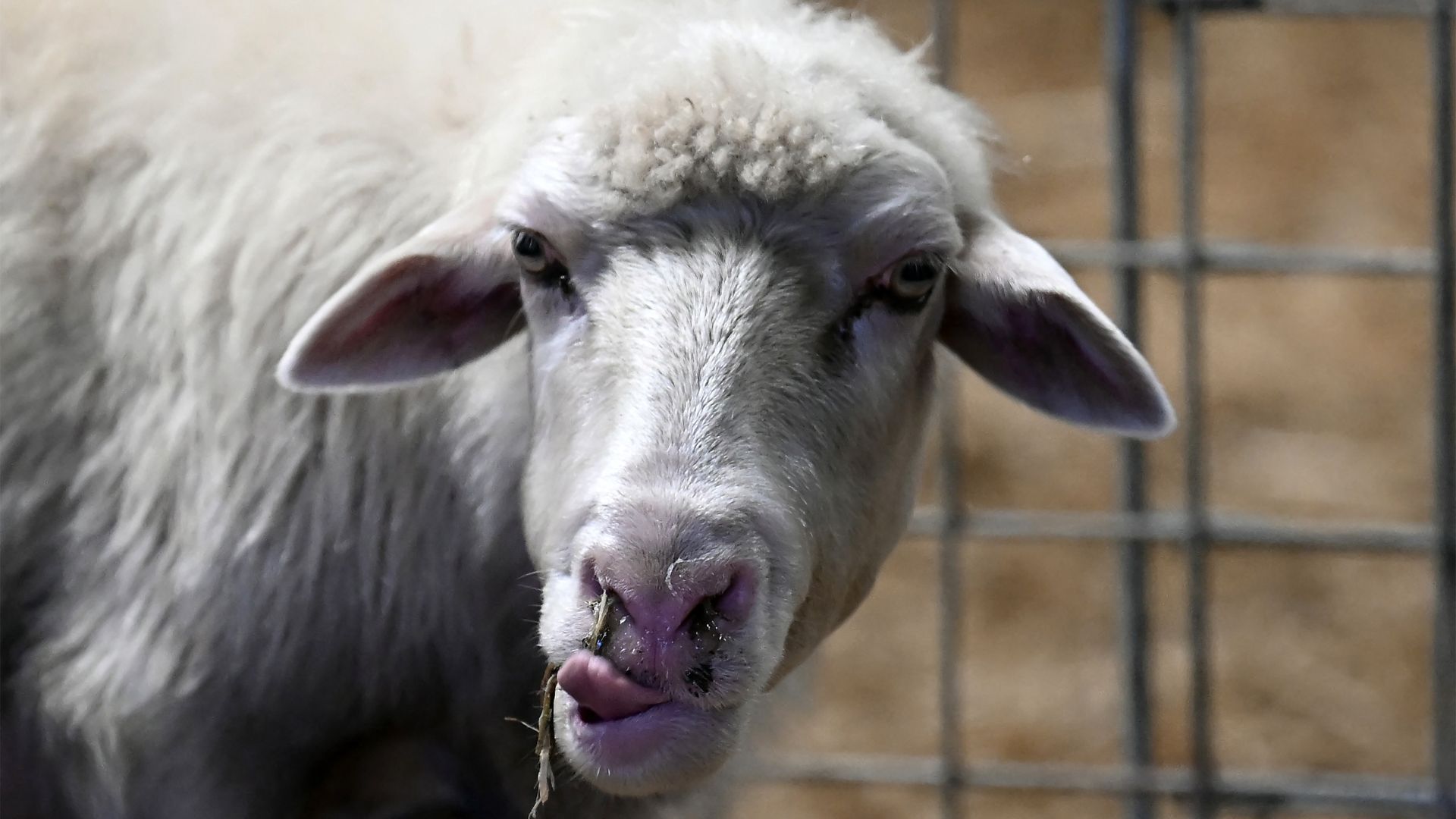 A sheep affected by blue tongue disease is pictured in a farm in Arbus in the island of Sardinia. /Filippo Monteforte/AFP
