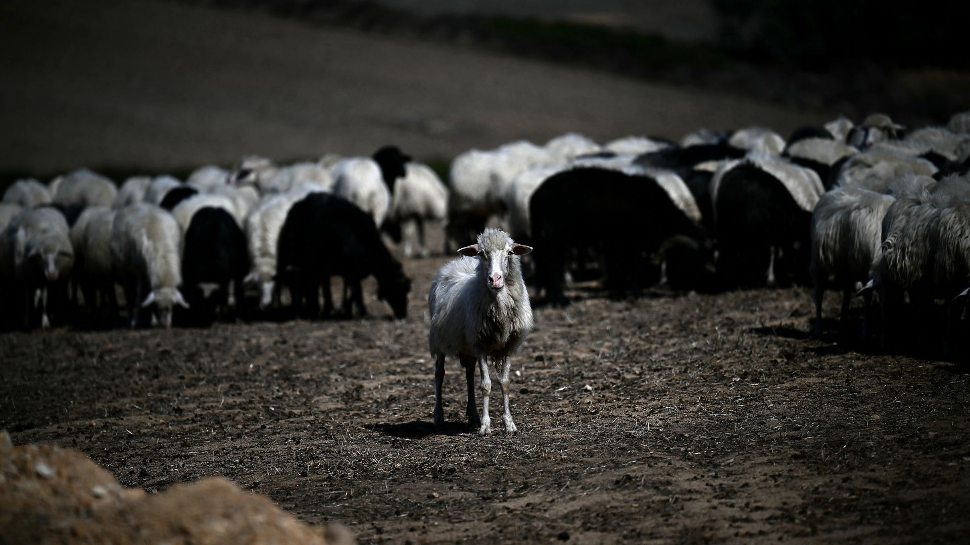 A flock of sheep grazes in a field in Arbus. /Filippo Monteforte/AFP
