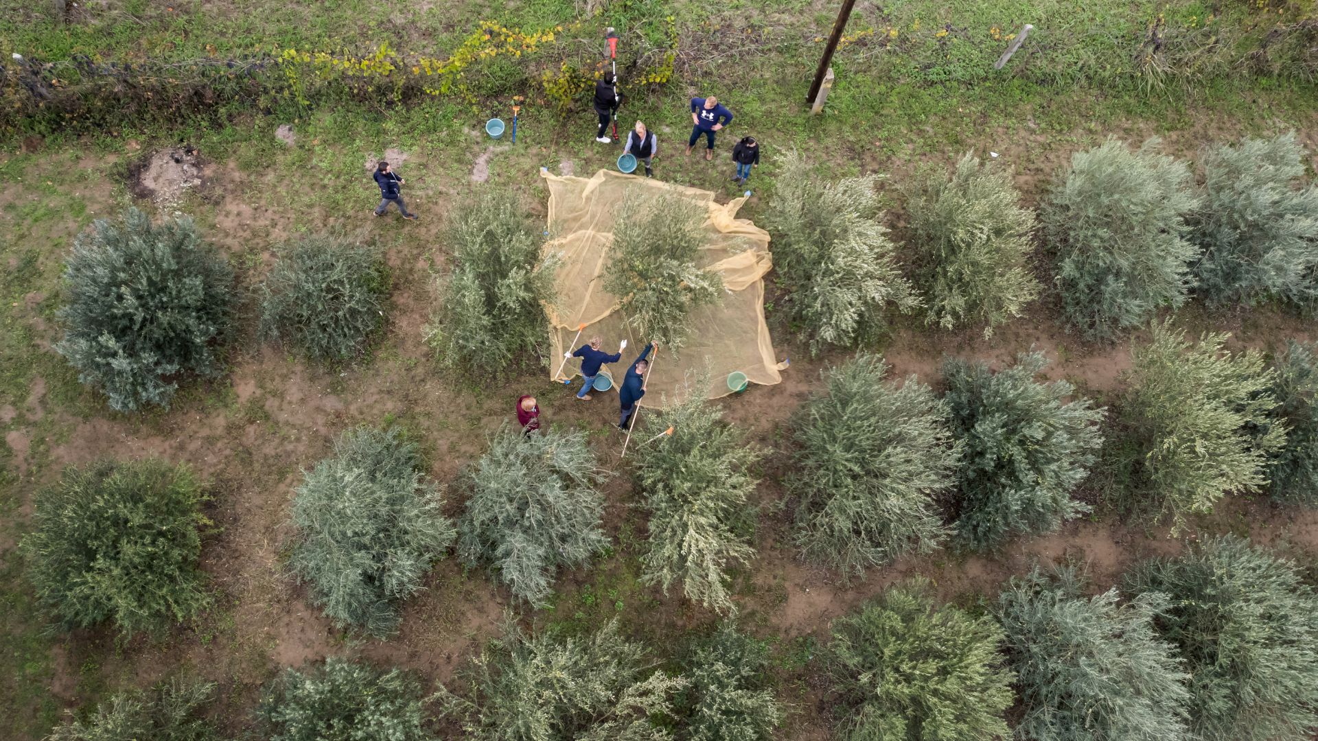 Spain, which usually supplies around 40 per cent of the world's olive oil, has had poor olive harvests. /Marton Monus/Reuters