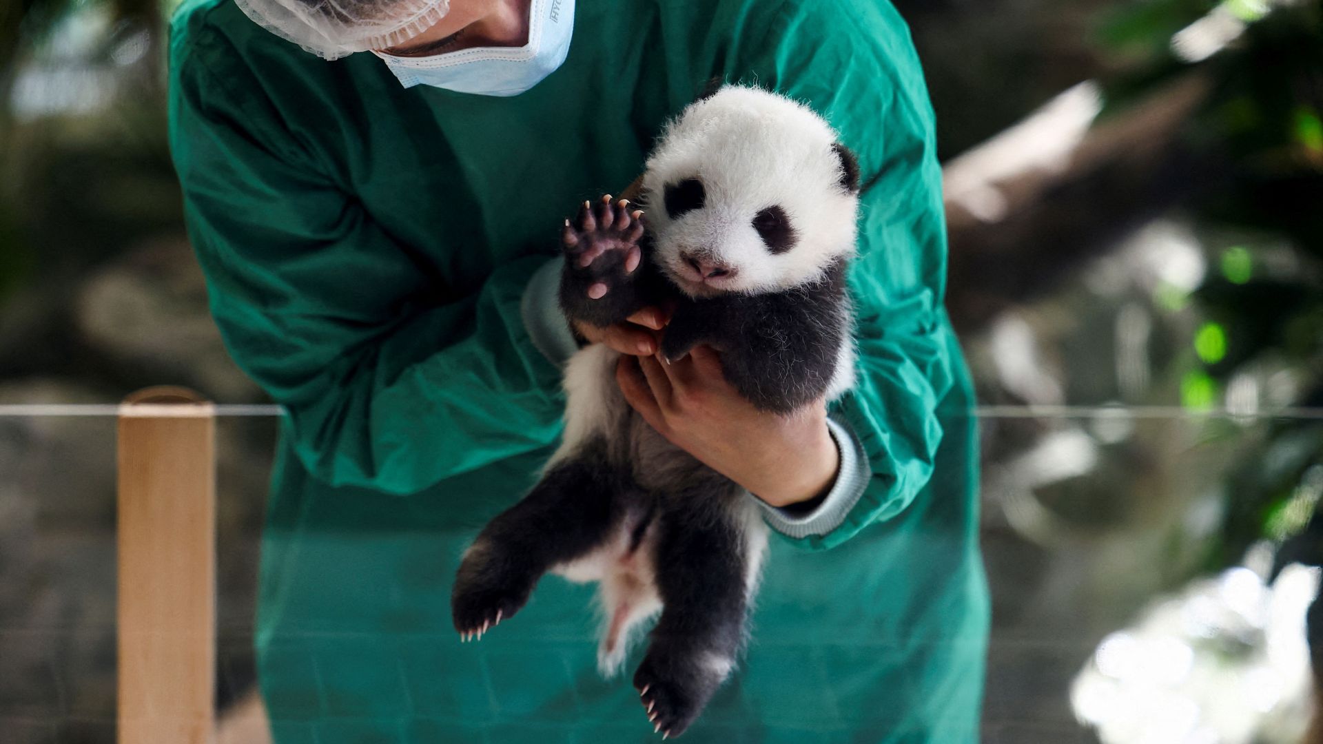 Twin baby pandas bearing up in Berlin