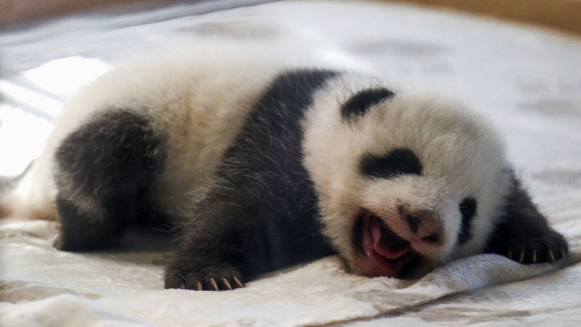 Twin baby pandas bearing up in Berlin