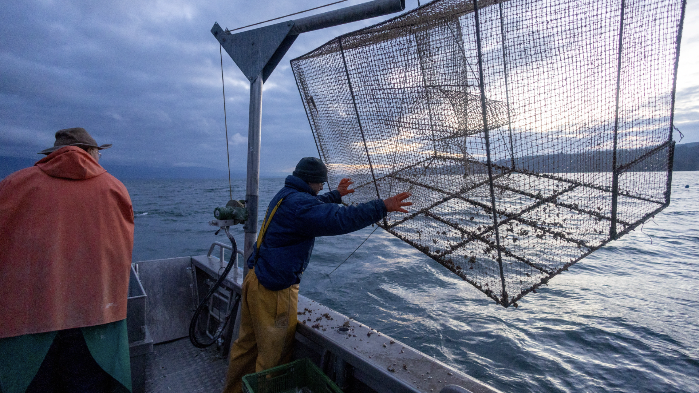 Quagga mussels in a fish trap on Neuchatel lake near Portalban, Switzerland. /Denis Balibouse/Reuters