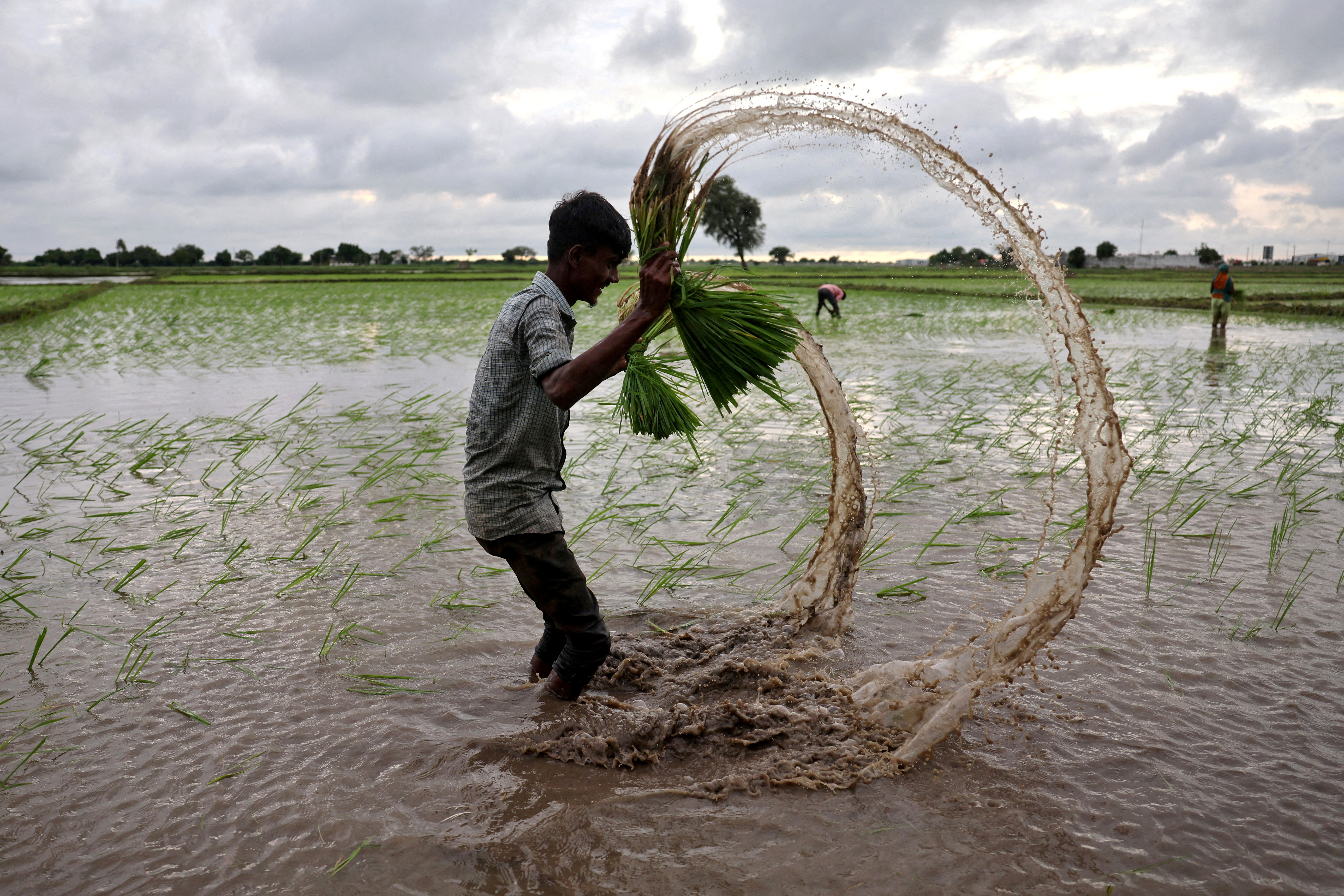 A farm labourer holds rice sapling as he prepares to plant them in a field on the outskirts of Ahmedabad, India. /Amit Dave/Reuters 